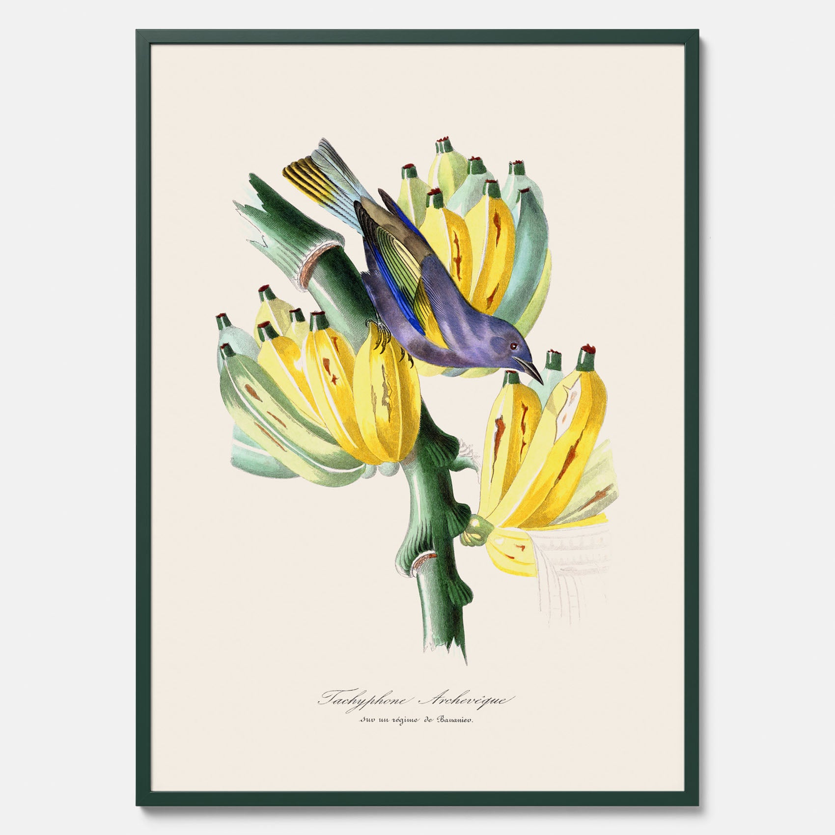Kökstavla med en Tachyphonus & Banan poster – Vintageposter med fågel och banan, tavla till kök, köksposter, poster till kök