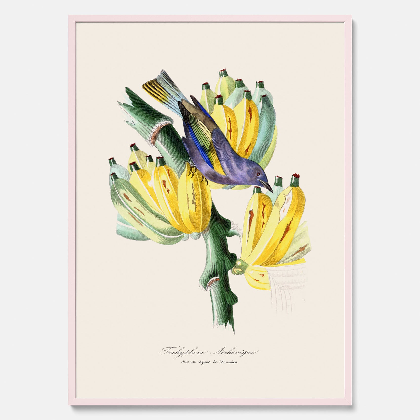 Kökstavla med en Tachyphonus & Banan poster – Vintageposter med fågel och banan, tavla till kök, köksposter, poster till kök
