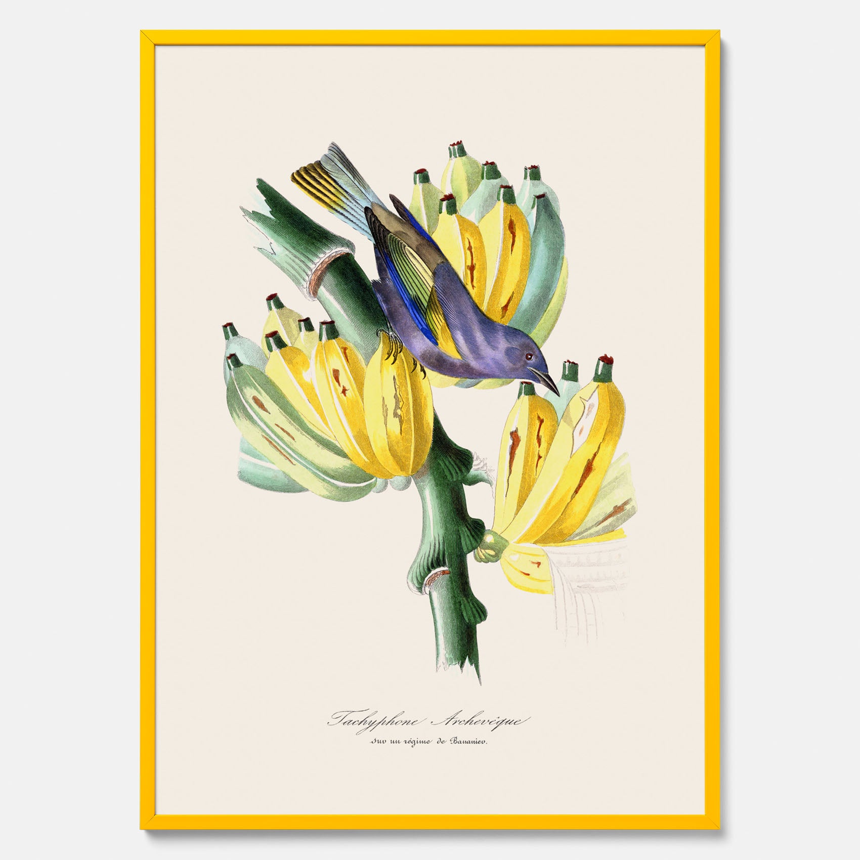 Kökstavla med en Tachyphonus & Banan poster – Vintageposter med fågel och banan, tavla till kök, köksposter, poster till kök