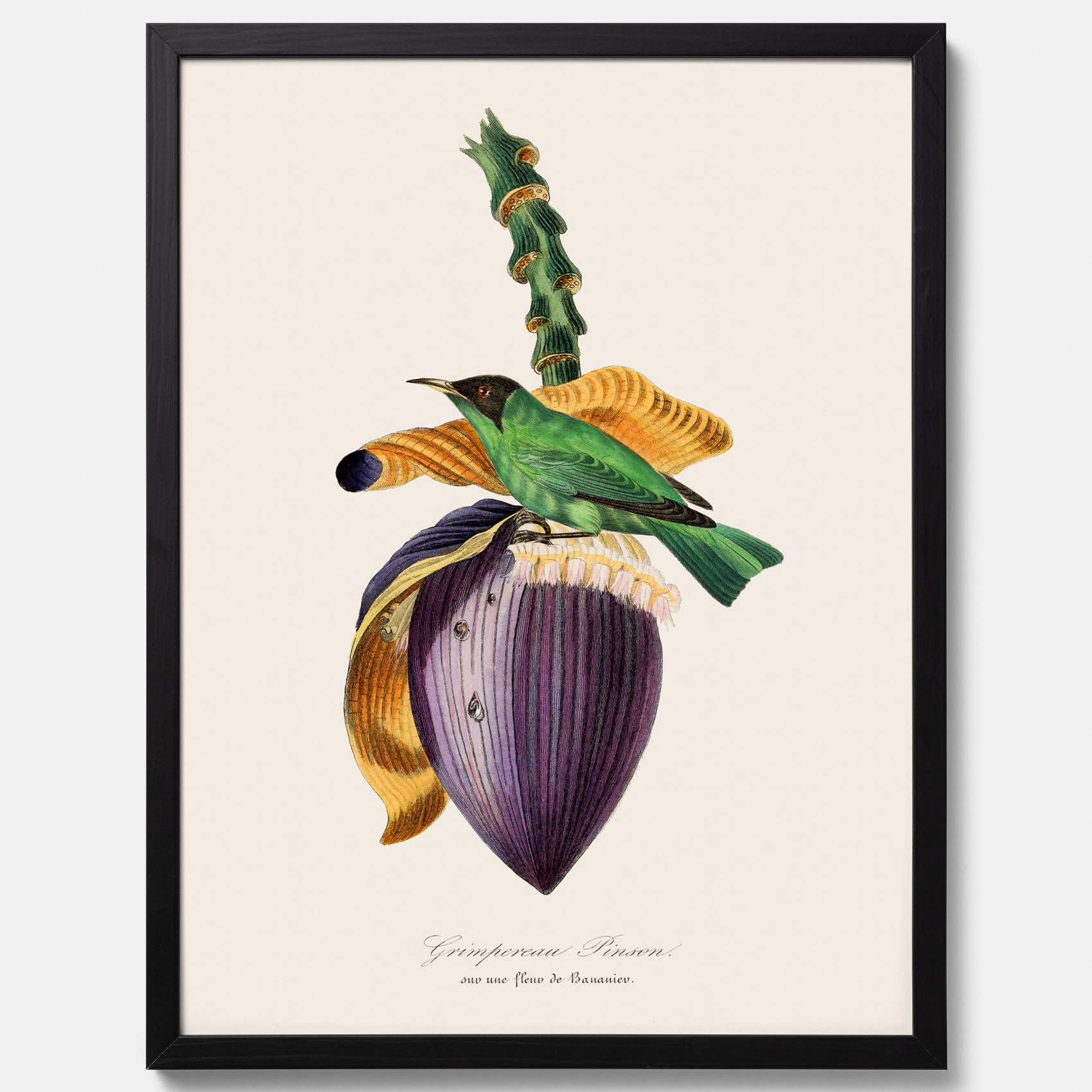Kökstavla med Trädkrypare & Bananblomma poster – Vintageplansch med fågel och blomma, tavla till kök, köksposter, poster till kök