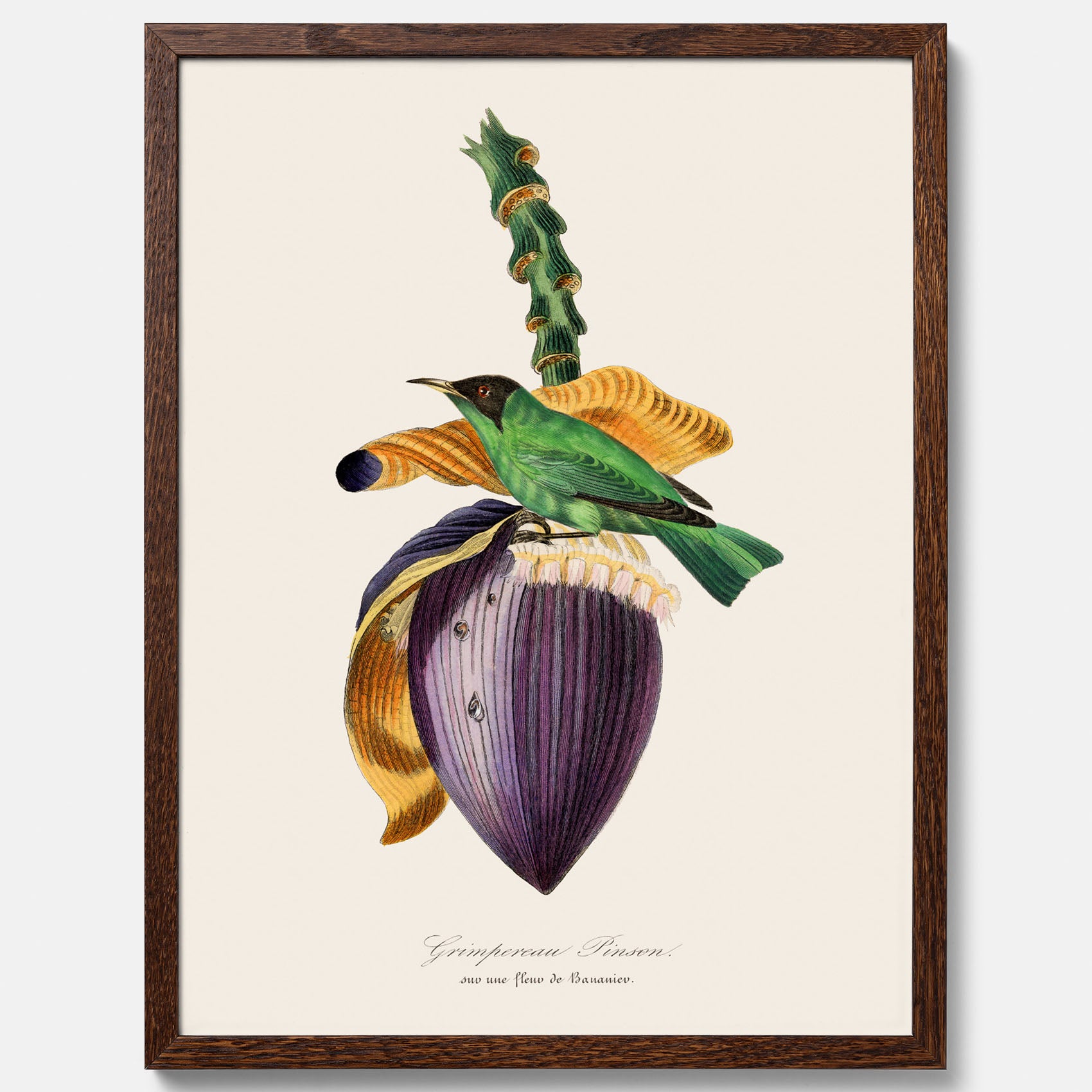 Kökstavla med Trädkrypare & Bananblomma poster – Vintageplansch med fågel och blomma, tavla till kök, köksposter, poster till kök
