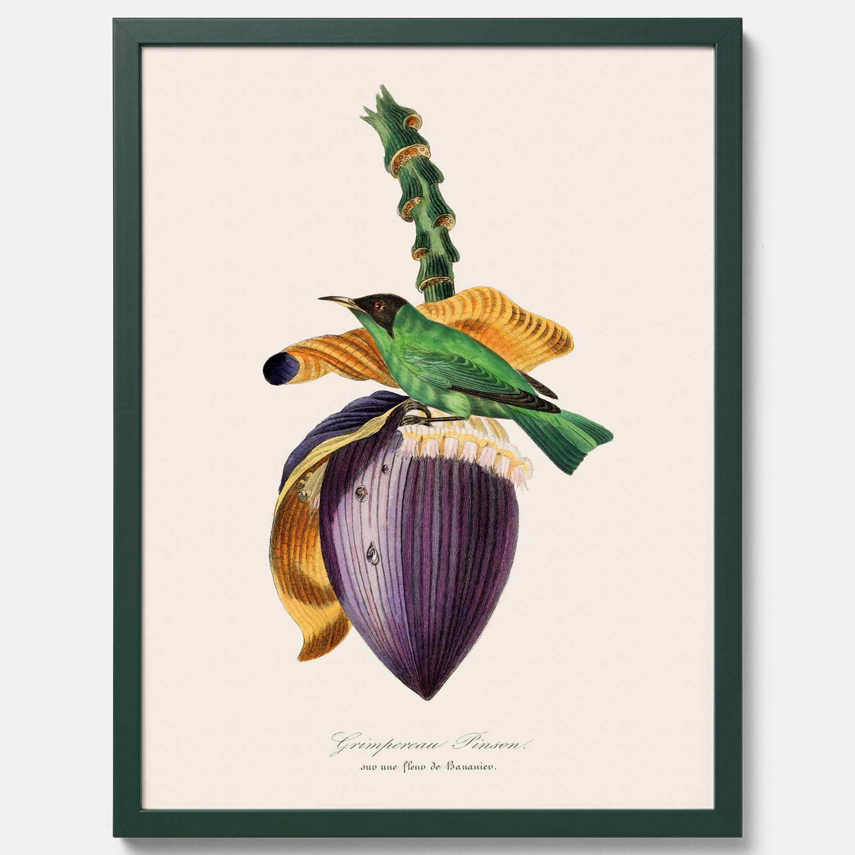 Kökstavla med Trädkrypare & Bananblomma poster – Vintageplansch med fågel och blomma, tavla till kök, köksposter, poster till kök