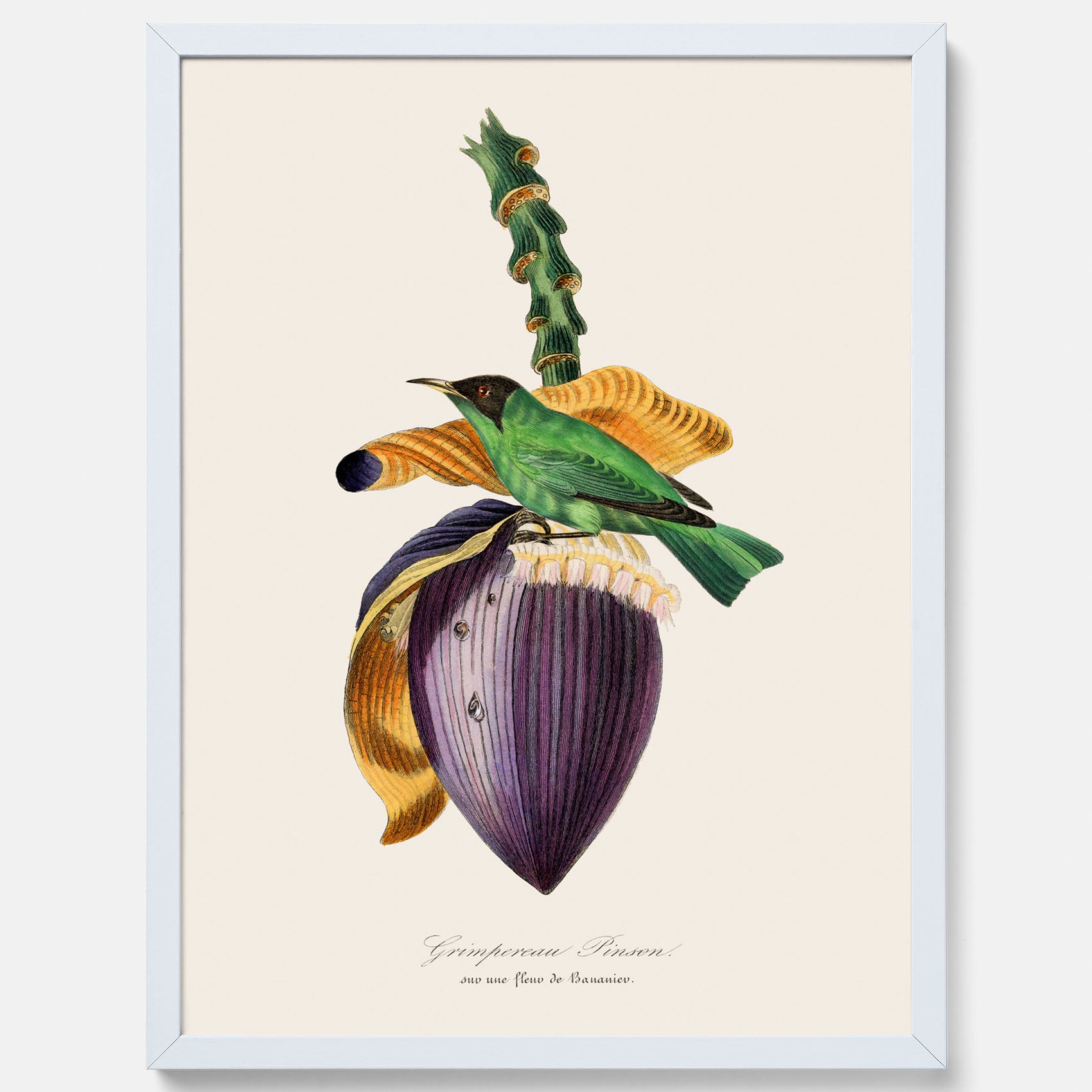 Kökstavla med Trädkrypare & Bananblomma poster – Vintageplansch med fågel och blomma, tavla till kök, köksposter, poster till kök