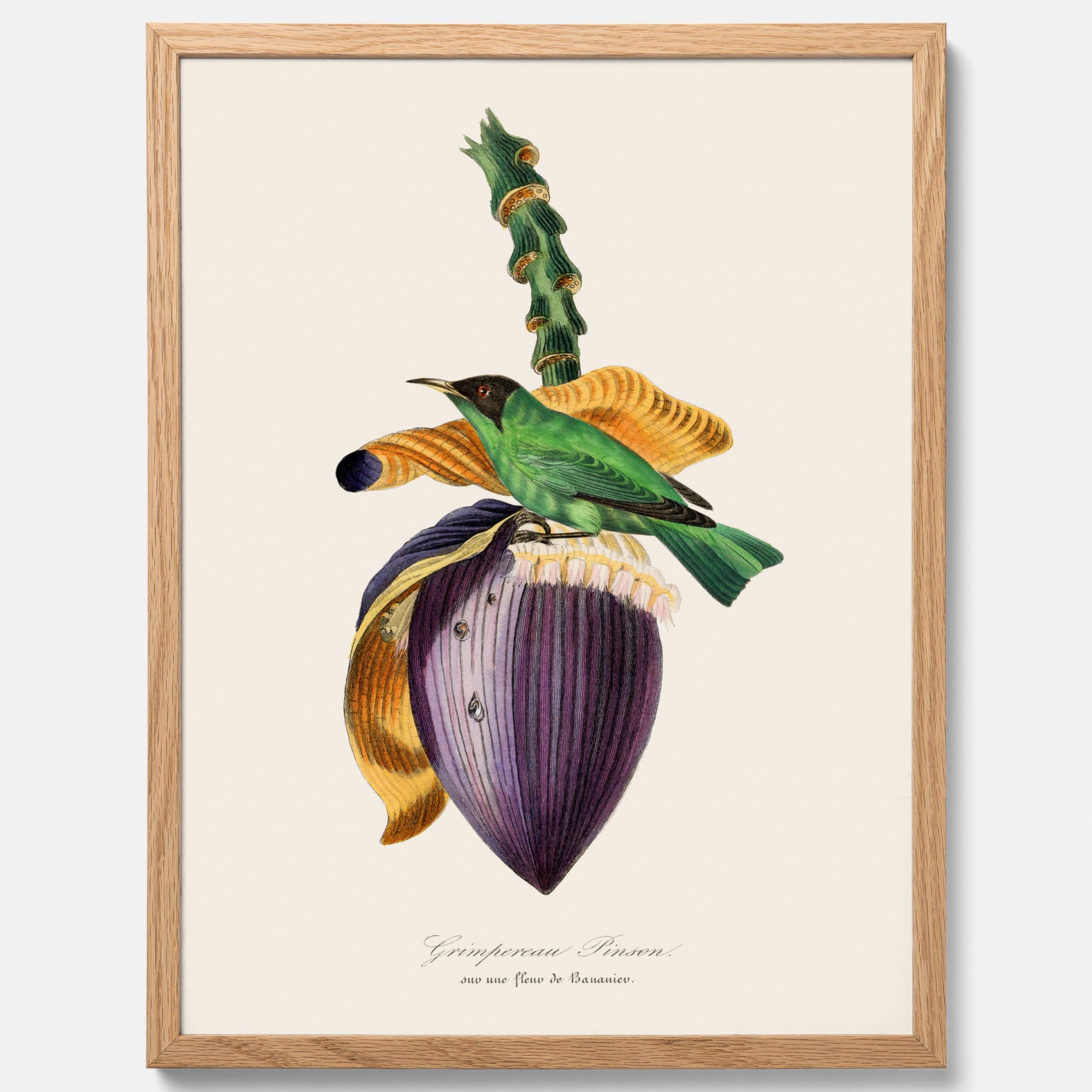 Kökstavla med Trädkrypare & Bananblomma poster – Vintageplansch med fågel och blomma, tavla till kök, köksposter, poster till kök