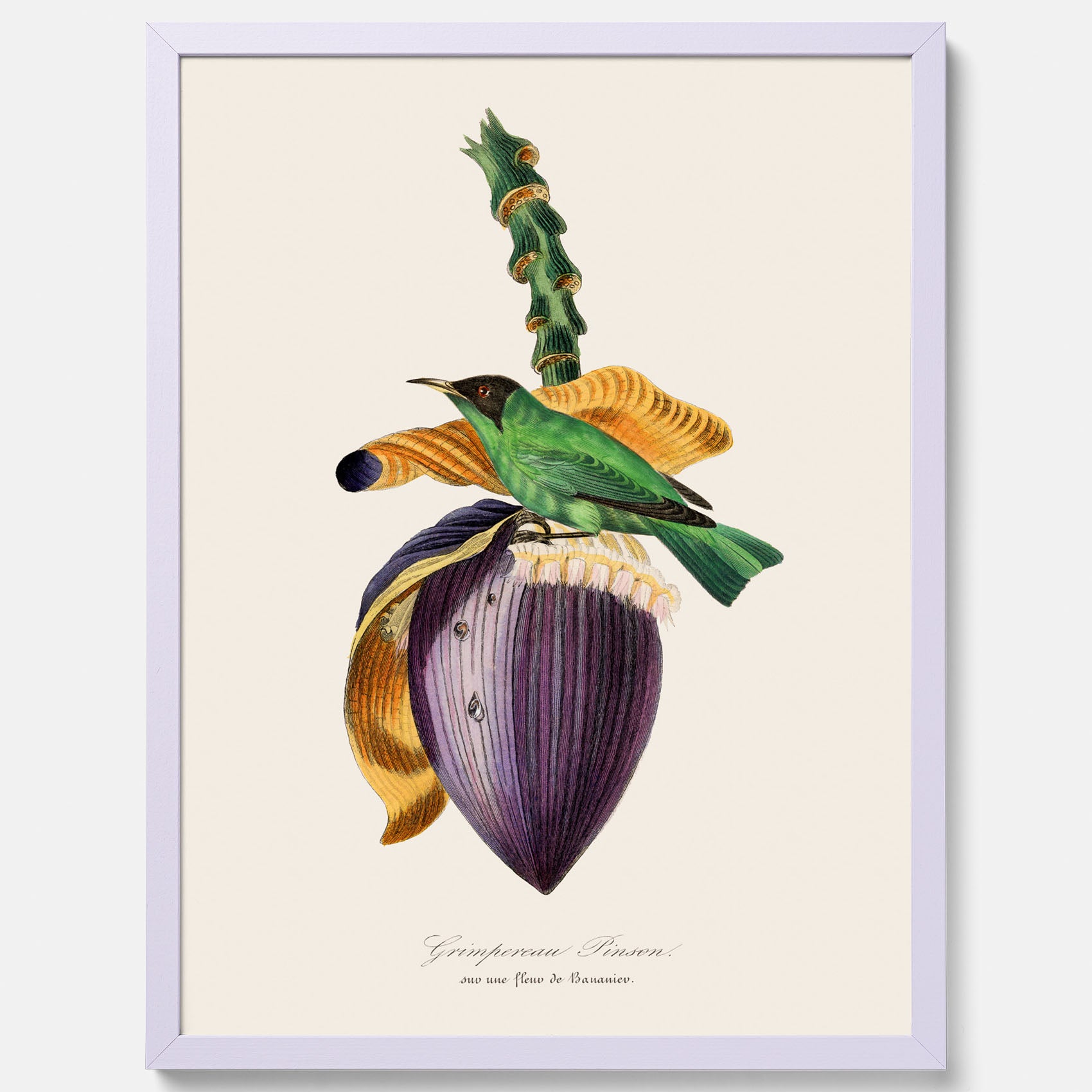 Kökstavla med Trädkrypare & Bananblomma poster – Vintageplansch med fågel och blomma, tavla till kök, köksposter, poster till kök