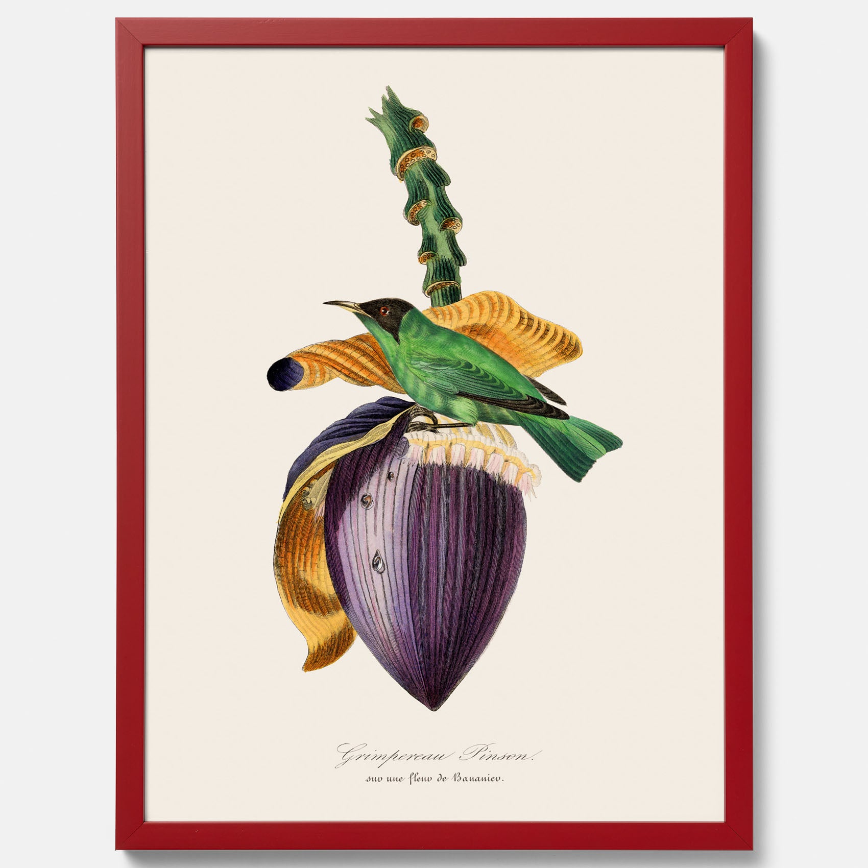 Kökstavla med Trädkrypare & Bananblomma poster – Vintageplansch med fågel och blomma, tavla till kök, köksposter, poster till kök