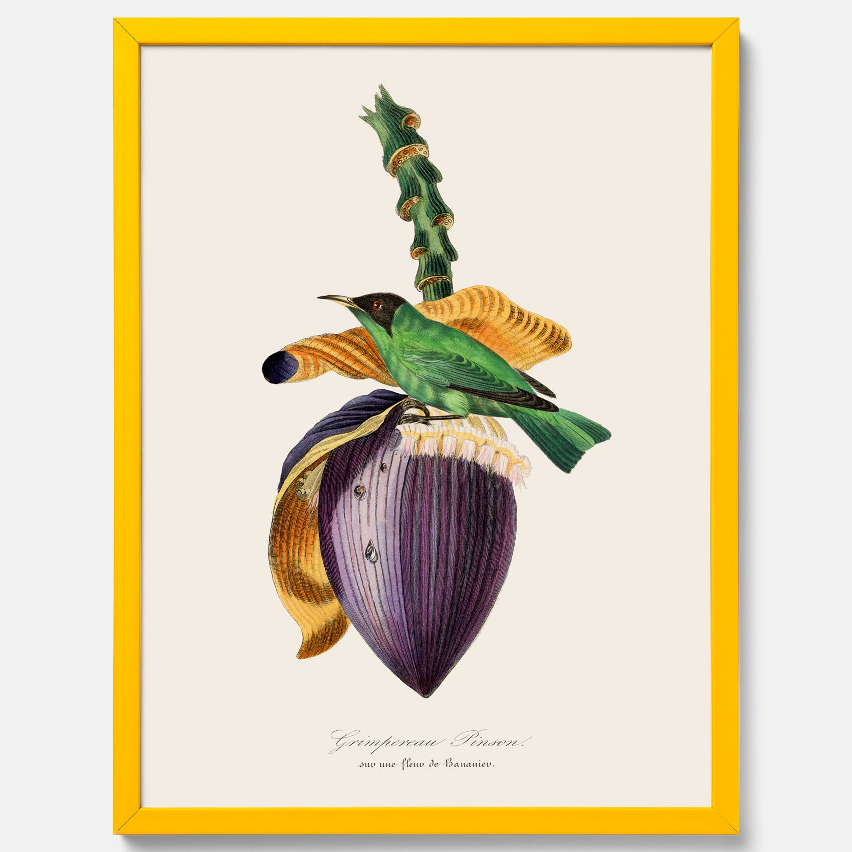 Kökstavla med Trädkrypare & Bananblomma poster – Vintageplansch med fågel och blomma, tavla till kök, köksposter, poster till kök