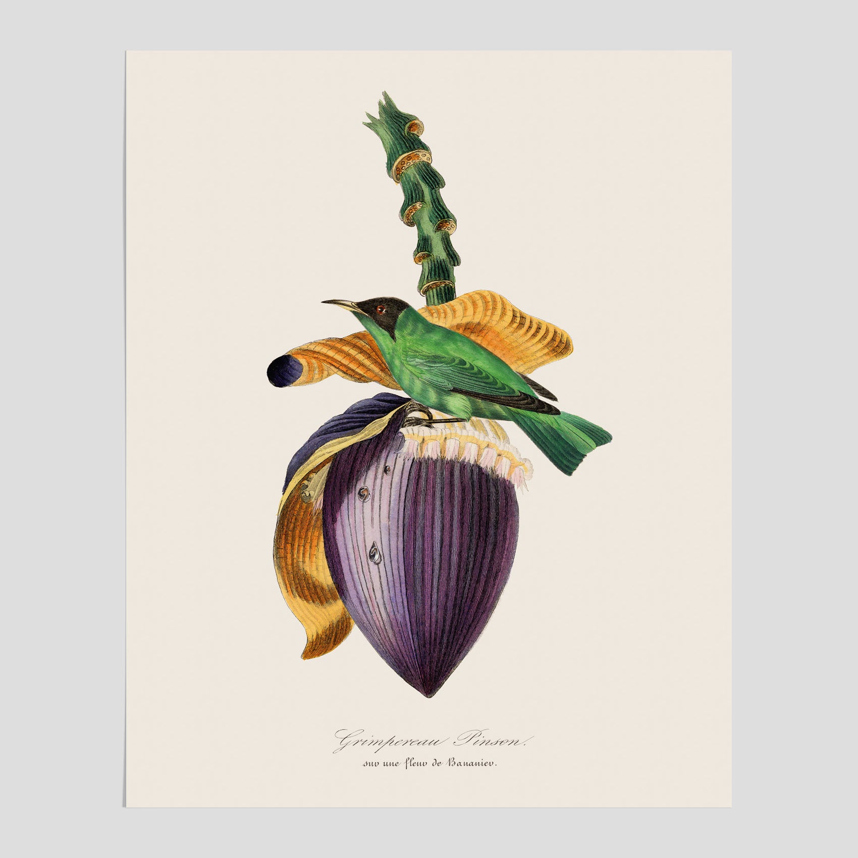 Kökstavla med Trädkrypare & Bananblomma poster – Vintageplansch med fågel och blomma, tavla till kök, köksposter, poster till kök