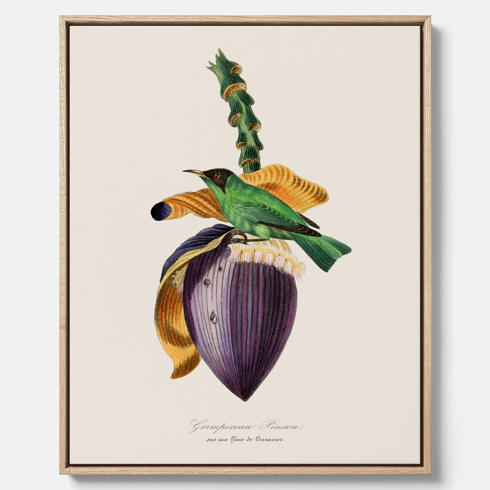 Canvastavla till kök med Trädkrypare & Bananblomma – Vintageplansch med fågel och blomma, tavla till kök, köksposter, poster till kök