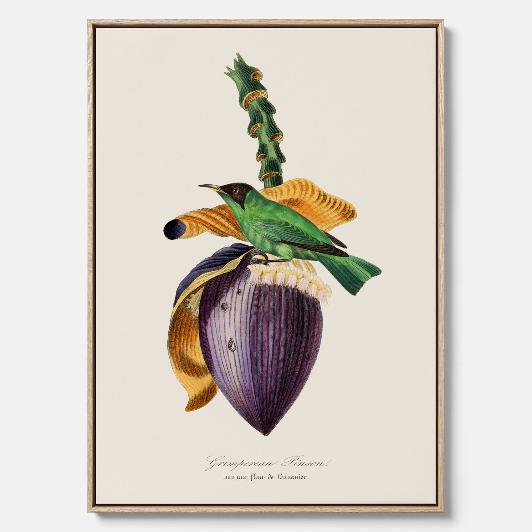 Canvastavla till kök med Trädkrypare & Bananblomma – Vintageplansch med fågel och blomma, tavla till kök, köksposter, poster till kök
