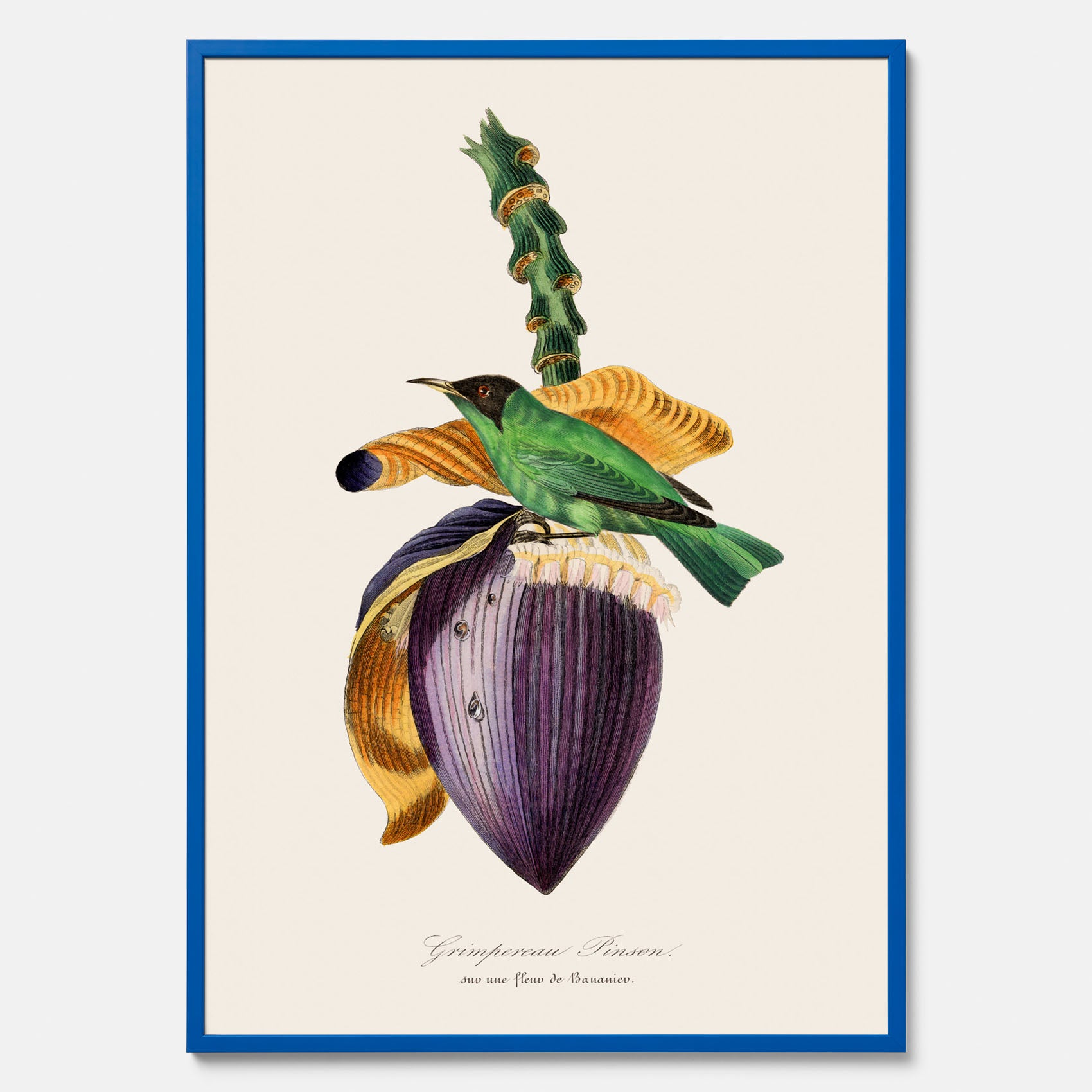 Kökstavla med Trädkrypare & Bananblomma poster – Vintageplansch med fågel och blomma, tavla till kök, köksposter, poster till kök