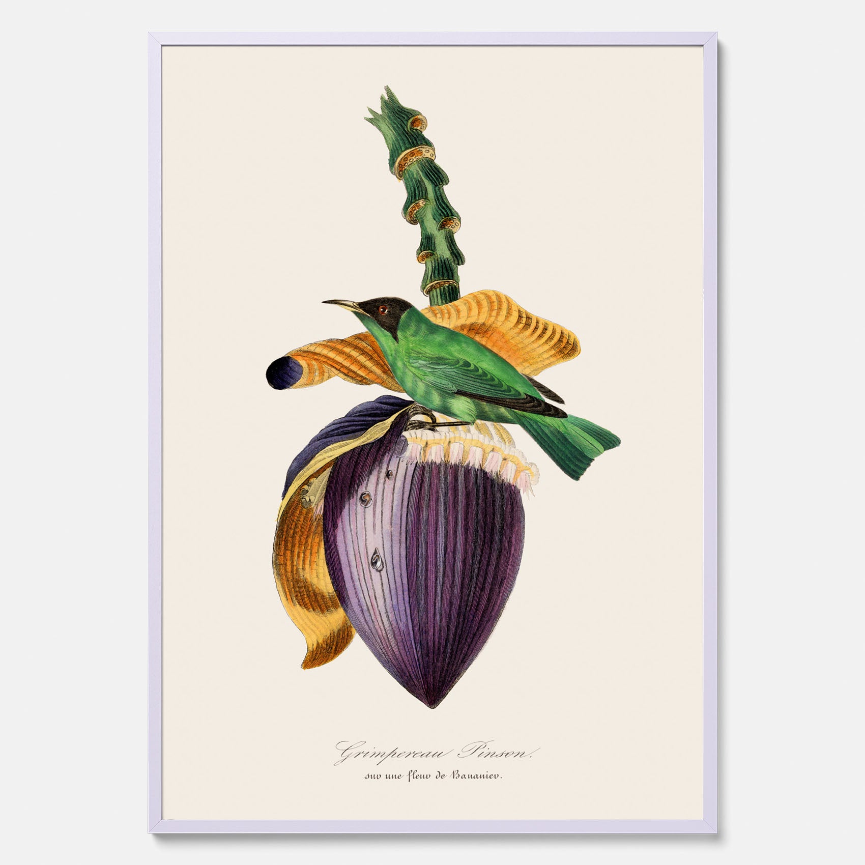 Kökstavla med Trädkrypare & Bananblomma poster – Vintageplansch med fågel och blomma, tavla till kök, köksposter, poster till kök