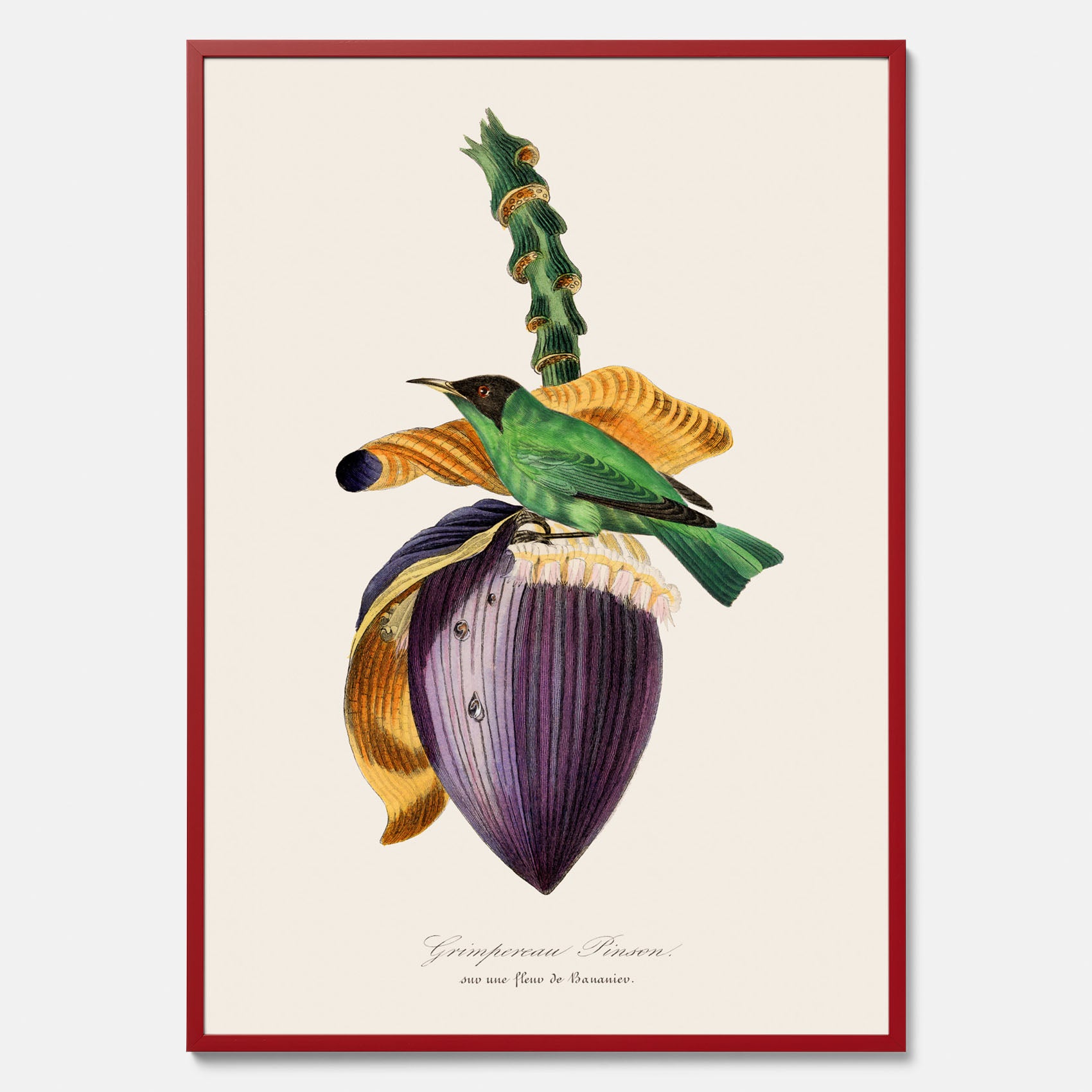 Kökstavla med Trädkrypare & Bananblomma poster – Vintageplansch med fågel och blomma, tavla till kök, köksposter, poster till kök