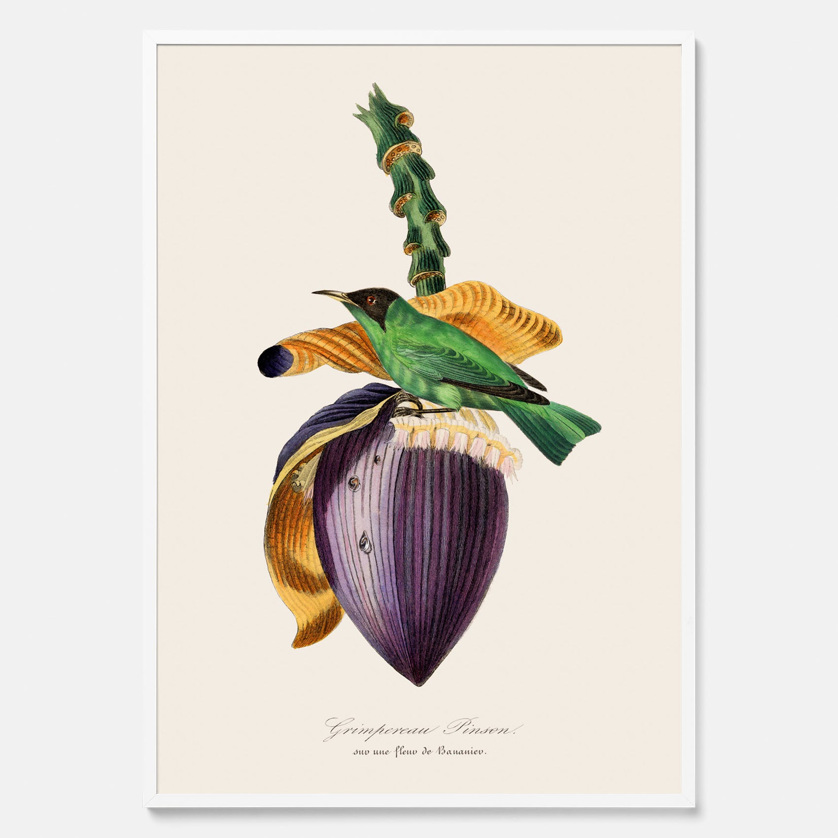 Kökstavla med Trädkrypare & Bananblomma poster – Vintageplansch med fågel och blomma, tavla till kök, köksposter, poster till kök