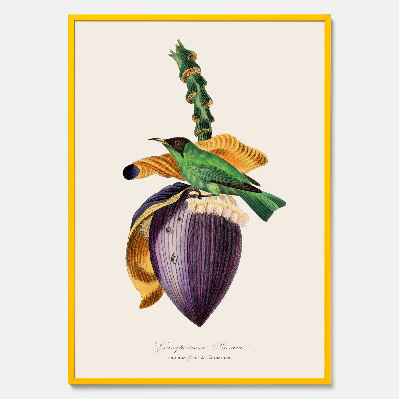Kökstavla med Trädkrypare & Bananblomma poster – Vintageplansch med fågel och blomma, tavla till kök, köksposter, poster till kök