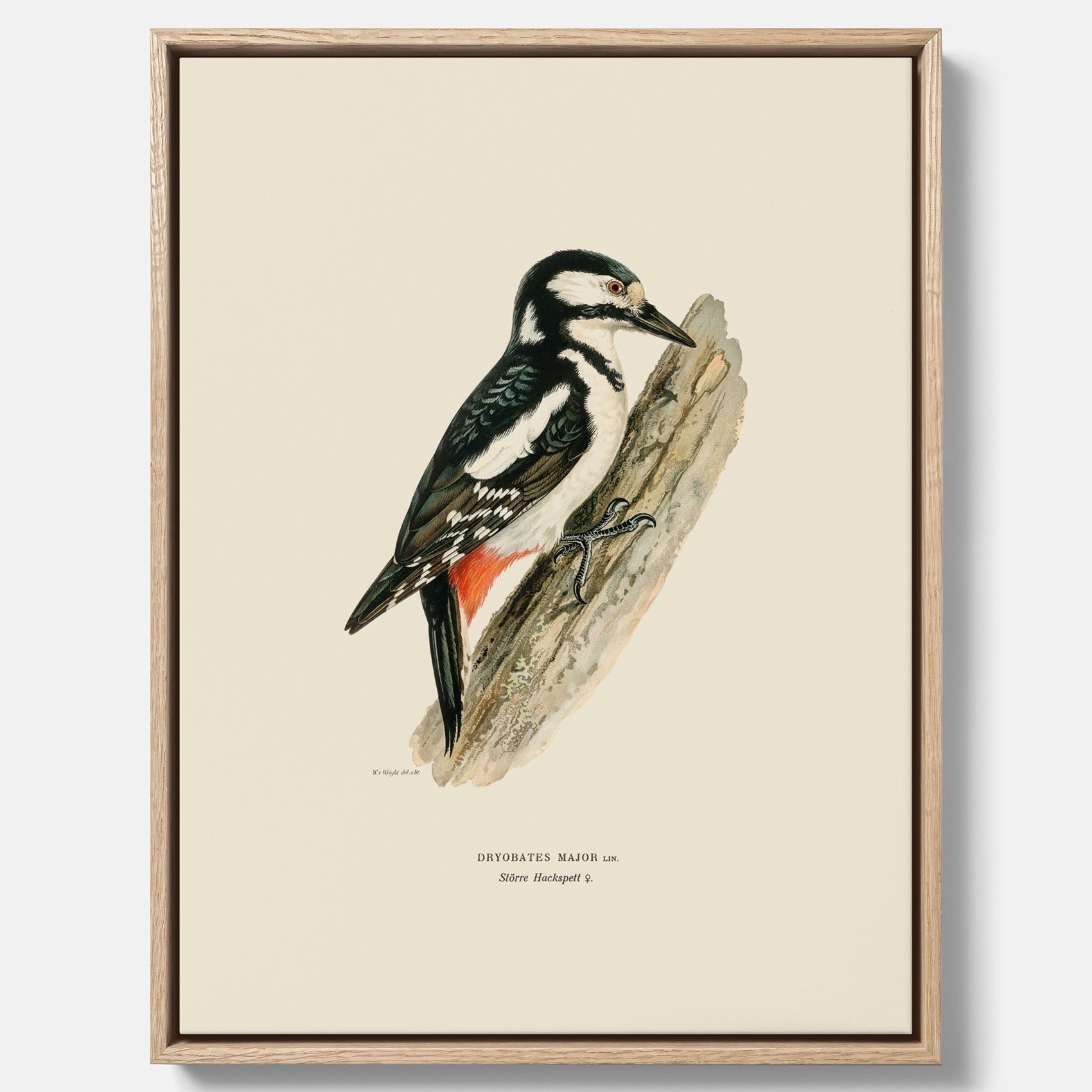 Vintageposter på canvas föreställande en hackspett, ritad av bröderna von Wright.