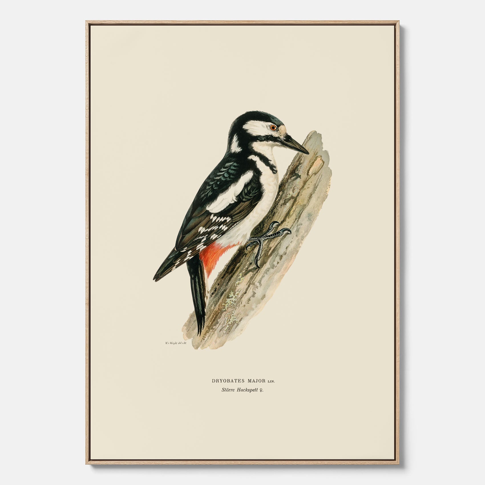 Vintageposter på canvas föreställande en hackspett, ritad av bröderna von Wright.
