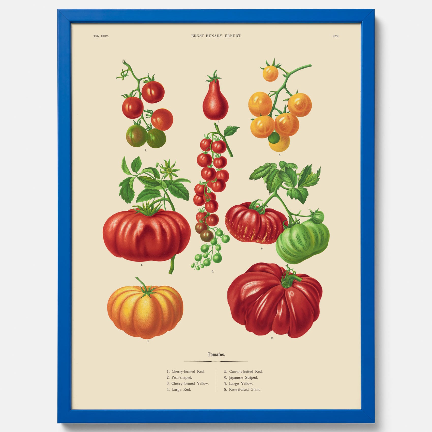 Kökstavla med Tomater poster – Tavla med grönsaker, tomatposter av Ernst Benary, tomattavla, tavla med tomater, skolposter, köksposter, poster till kök