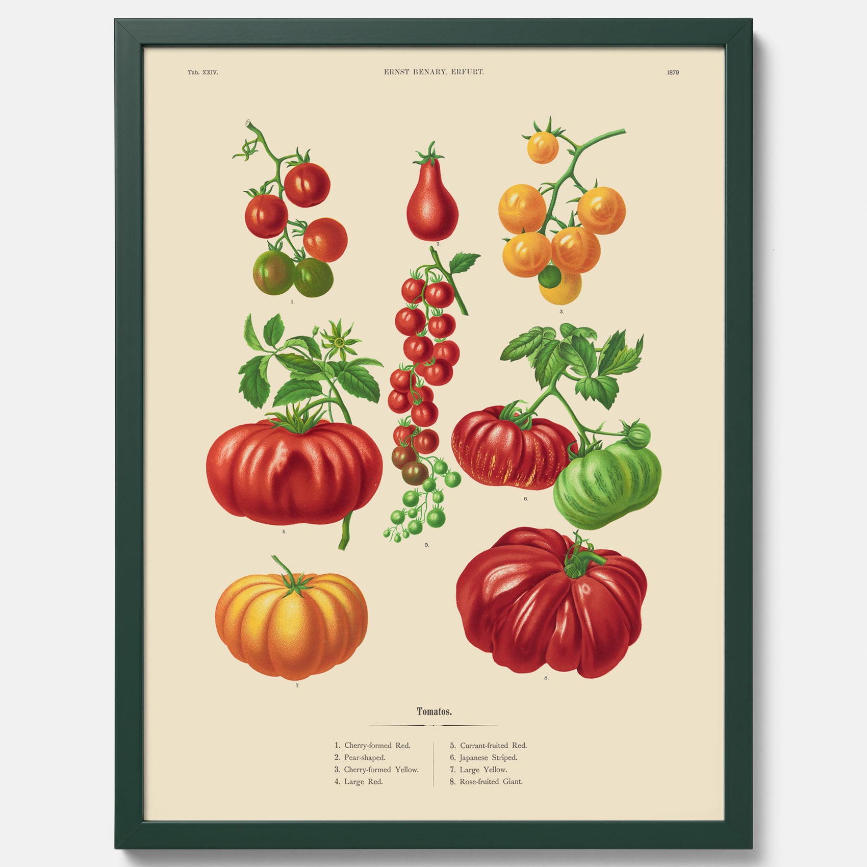 Kökstavla med Tomater poster – Tavla med grönsaker, tomatposter av Ernst Benary, tomattavla, tavla med tomater, skolposter, köksposter, poster till kök