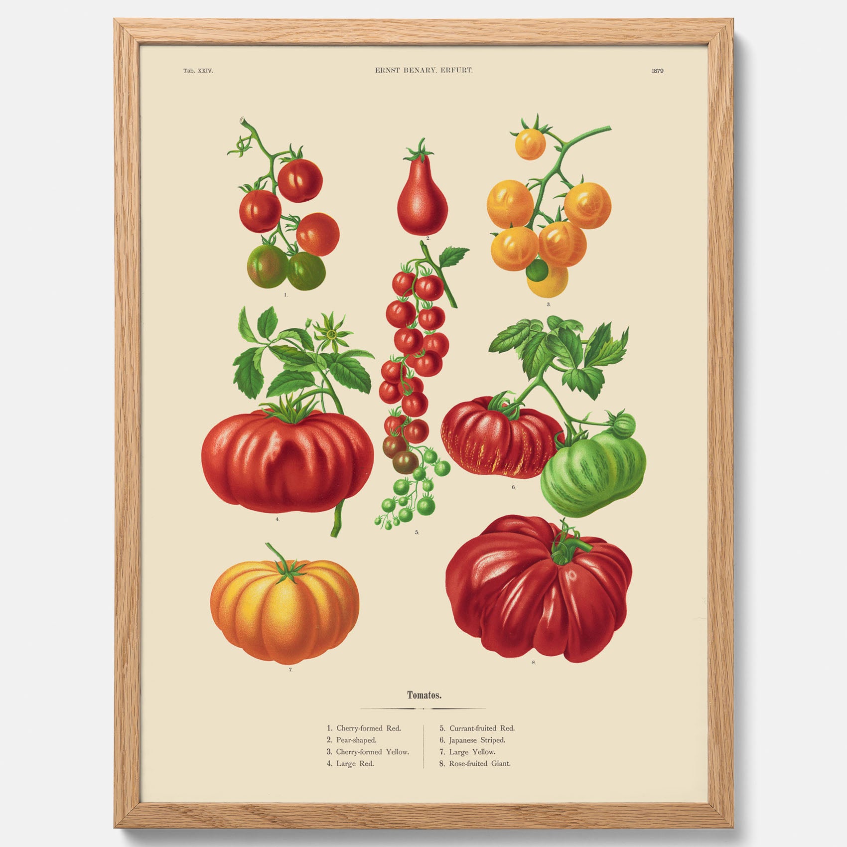 Kökstavla med Tomater poster – Tavla med grönsaker, tomatposter av Ernst Benary, tomattavla, tavla med tomater, skolposter, köksposter, poster till kök