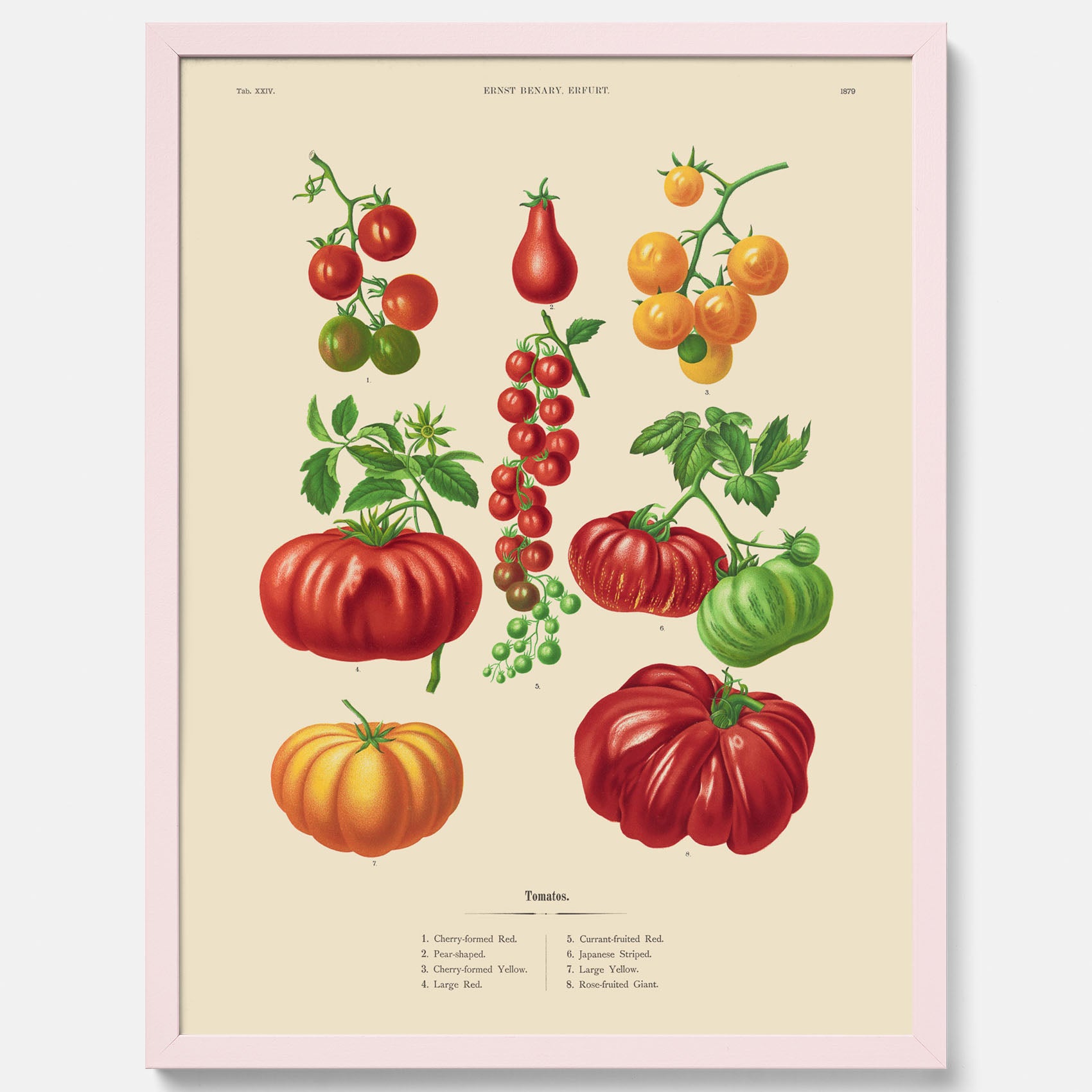 Kökstavla med Tomater poster – Tavla med grönsaker, tomatposter av Ernst Benary, tomattavla, tavla med tomater, skolposter, köksposter, poster till kök