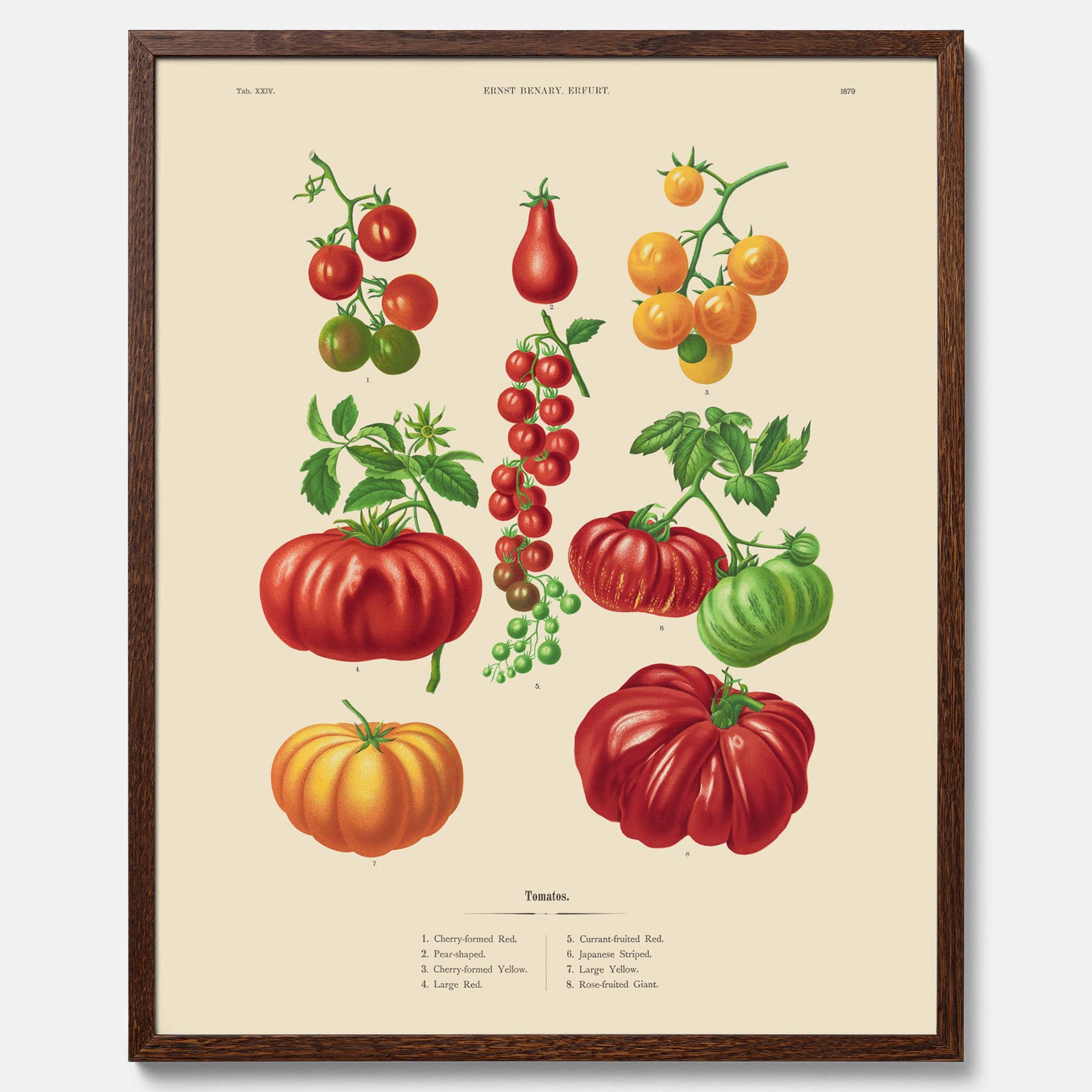 Kökstavla med Tomater poster – Tavla med grönsaker, tomatposter av Ernst Benary, tomattavla, tavla med tomater, skolposter, köksposter, poster till kök