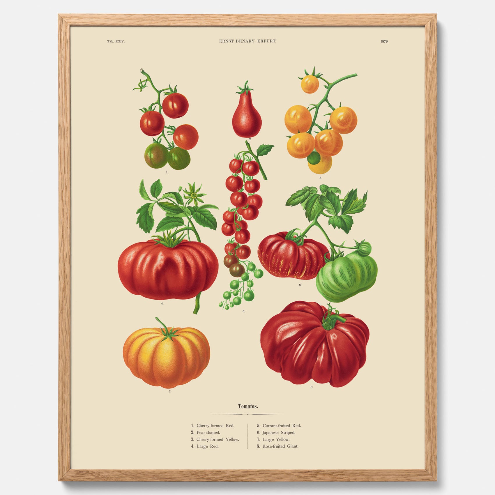 Kökstavla med Tomater poster – Tavla med grönsaker, tomatposter av Ernst Benary, tomattavla, tavla med tomater, skolposter, köksposter, poster till kök