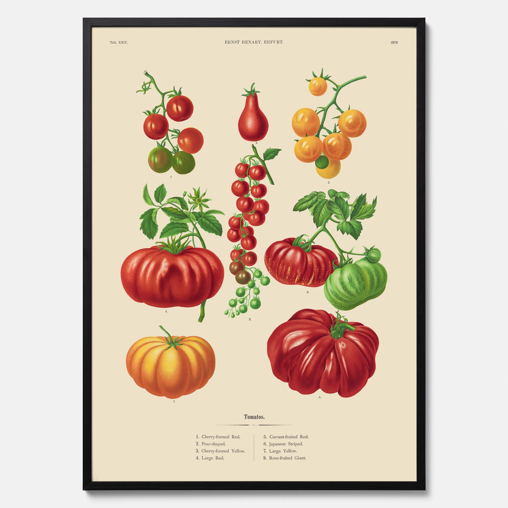 Kökstavla med Tomater poster – Tavla med grönsaker, tomatposter av Ernst Benary, tomattavla, tavla med tomater, skolposter, köksposter, poster till kök