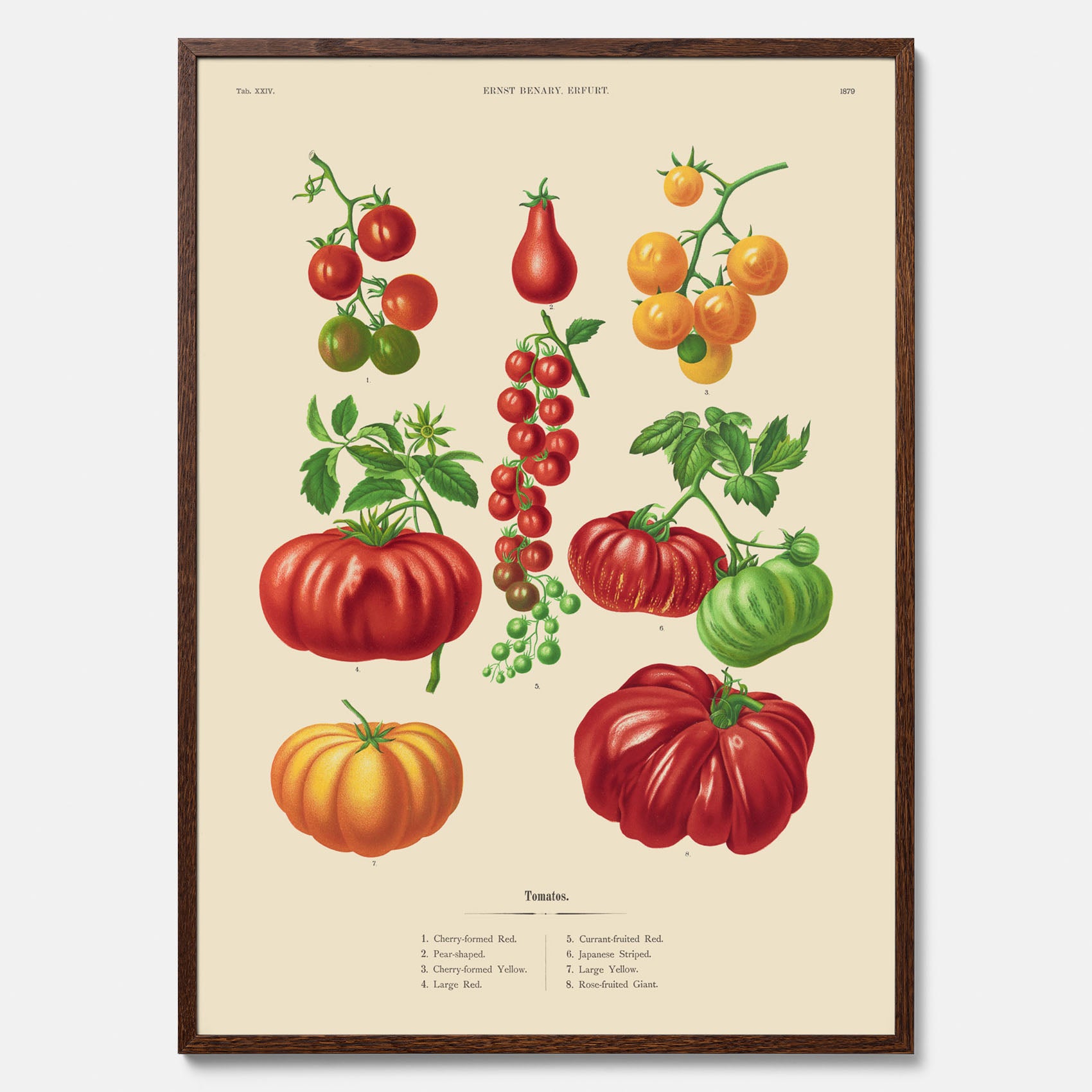 Kökstavla med Tomater poster – Tavla med grönsaker, tomatposter av Ernst Benary, tomattavla, tavla med tomater, skolposter, köksposter, poster till kök