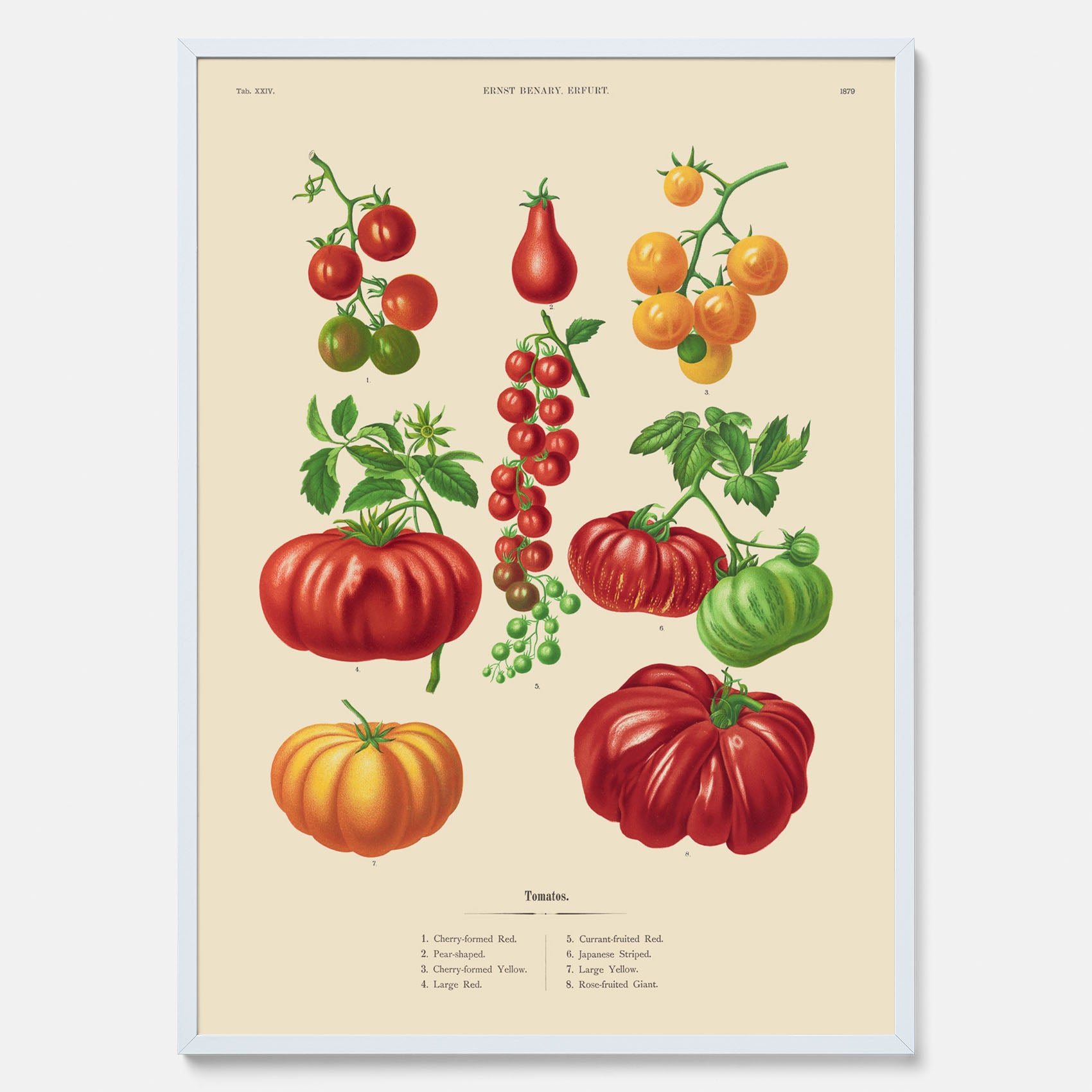 Kökstavla med Tomater poster – Tavla med grönsaker, tomatposter av Ernst Benary, tomattavla, tavla med tomater, skolposter, köksposter, poster till kök