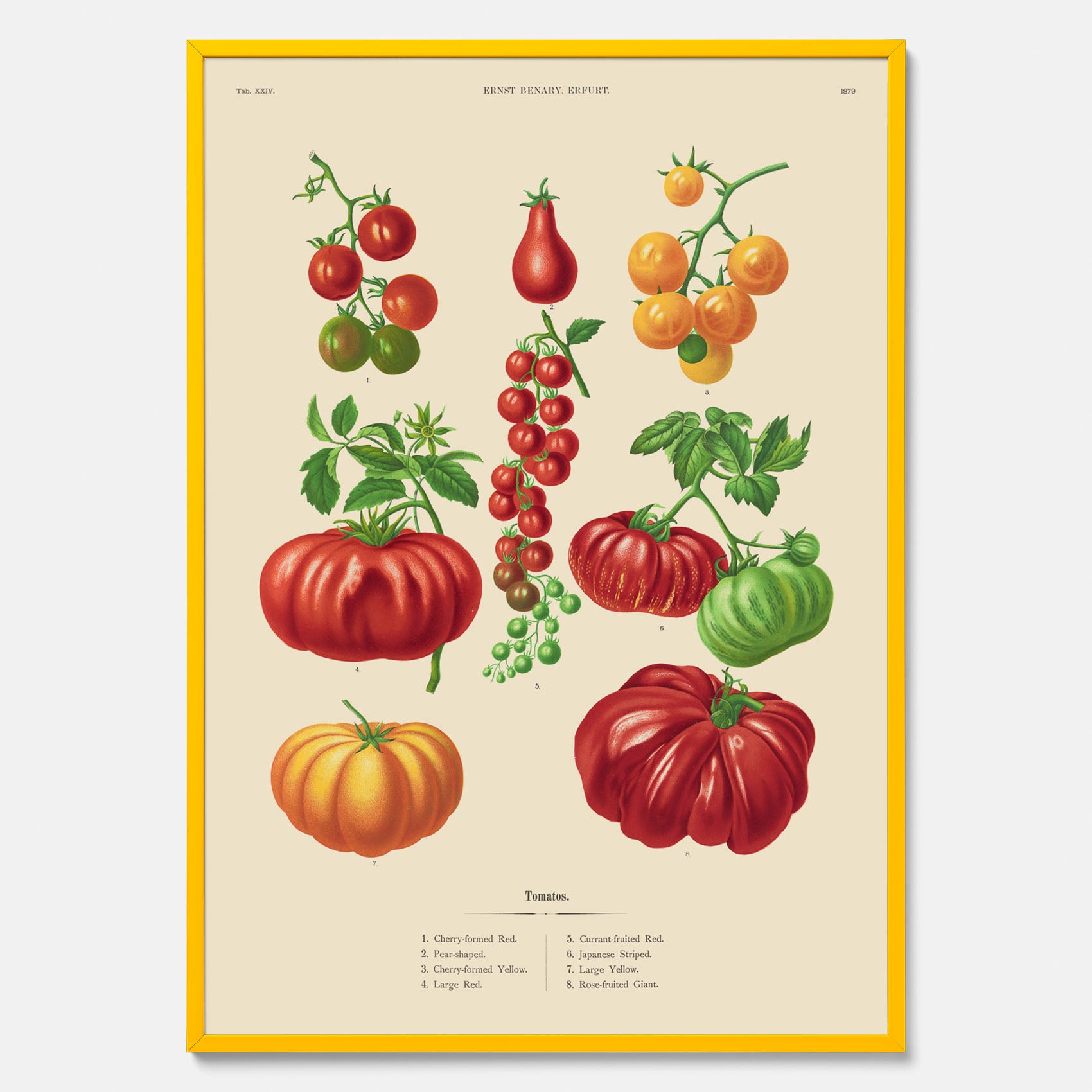 Kökstavla med Tomater poster – Tavla med grönsaker, tomatposter av Ernst Benary, tomattavla, tavla med tomater, skolposter, köksposter, poster till kök