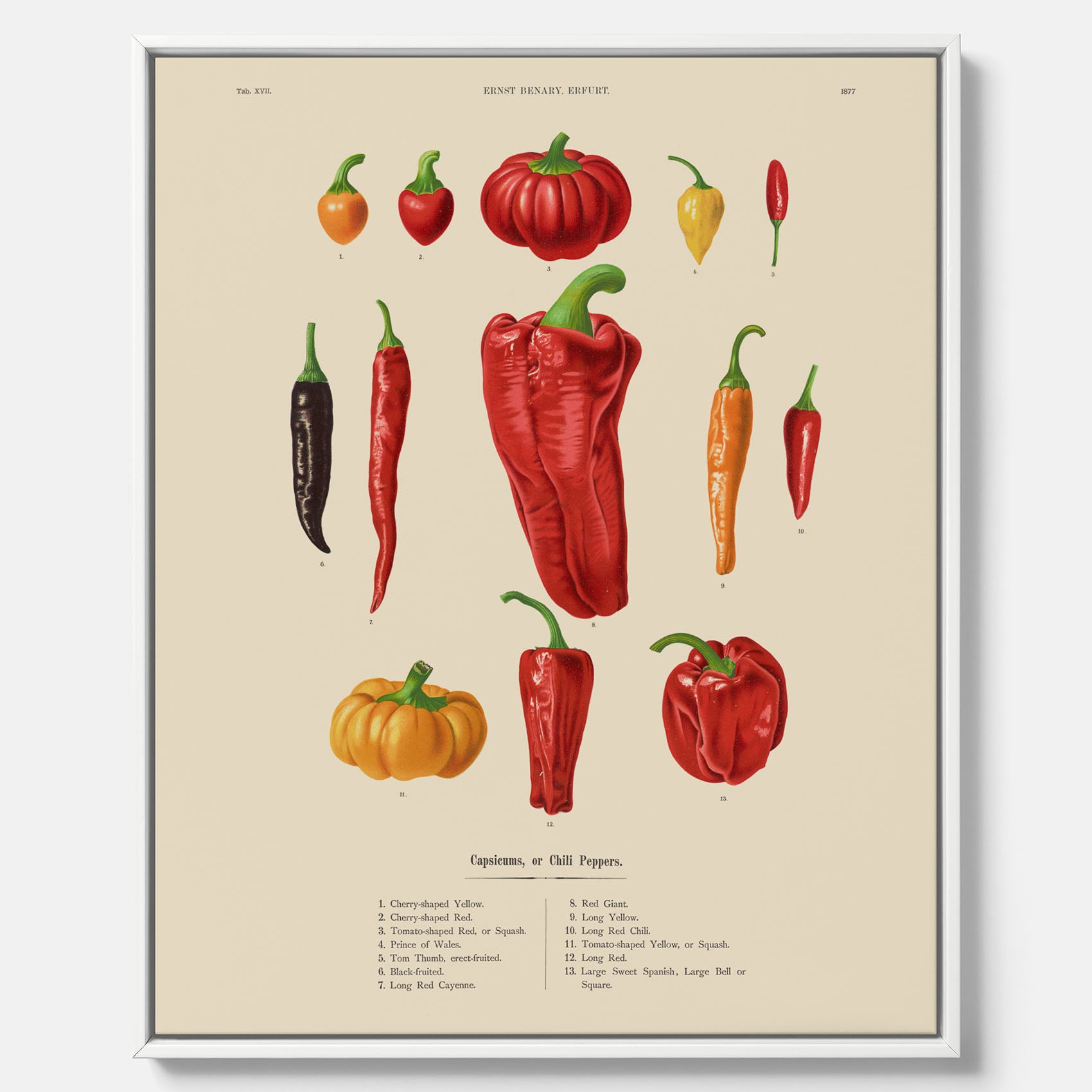 Kökstavla med Chilifrukter poster – Canvas med grönsaker, chiliposter av Ernst Benary, chilitavla, tavla med chilifrukter, skolposter, köksposter, poster till kök