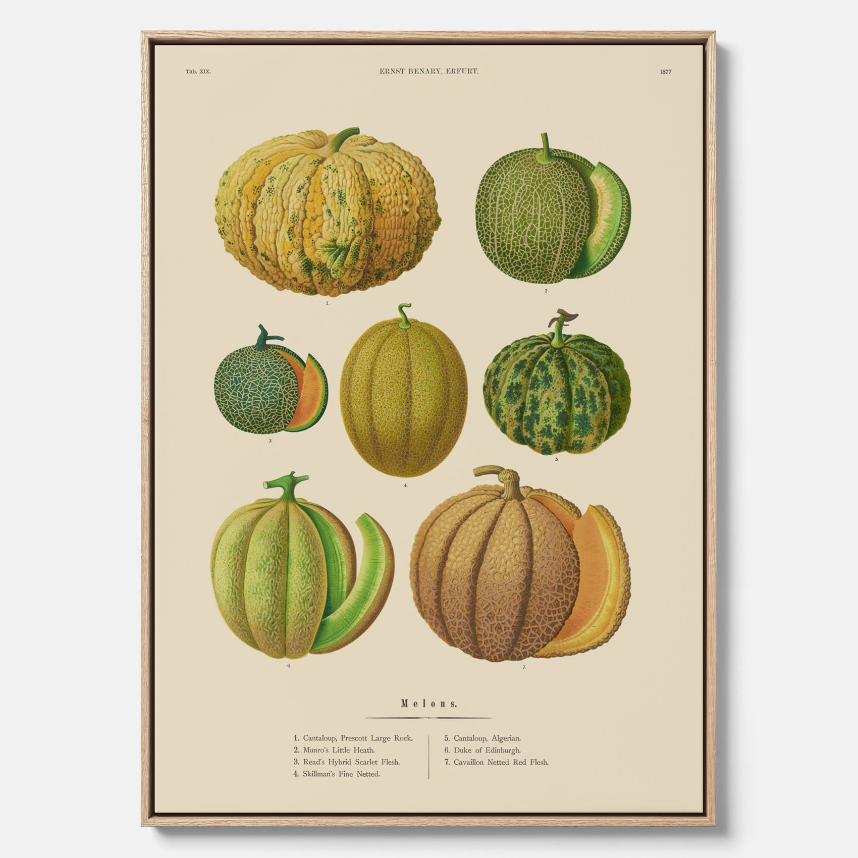 Kökstavla med Meloner poster – Canvastavla med frukter, melonposter av Ernst Benary, melontavla, tavla med meloner, skolposter, köksposter, poster till kök