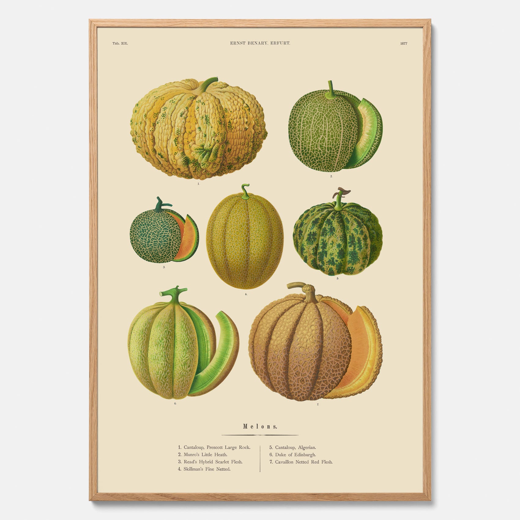 Kökstavla med Meloner poster – Plansch med frukter, melonposter av Ernst Benary, melontavla, tavla med meloner, skolposter, köksposter, poster till kök