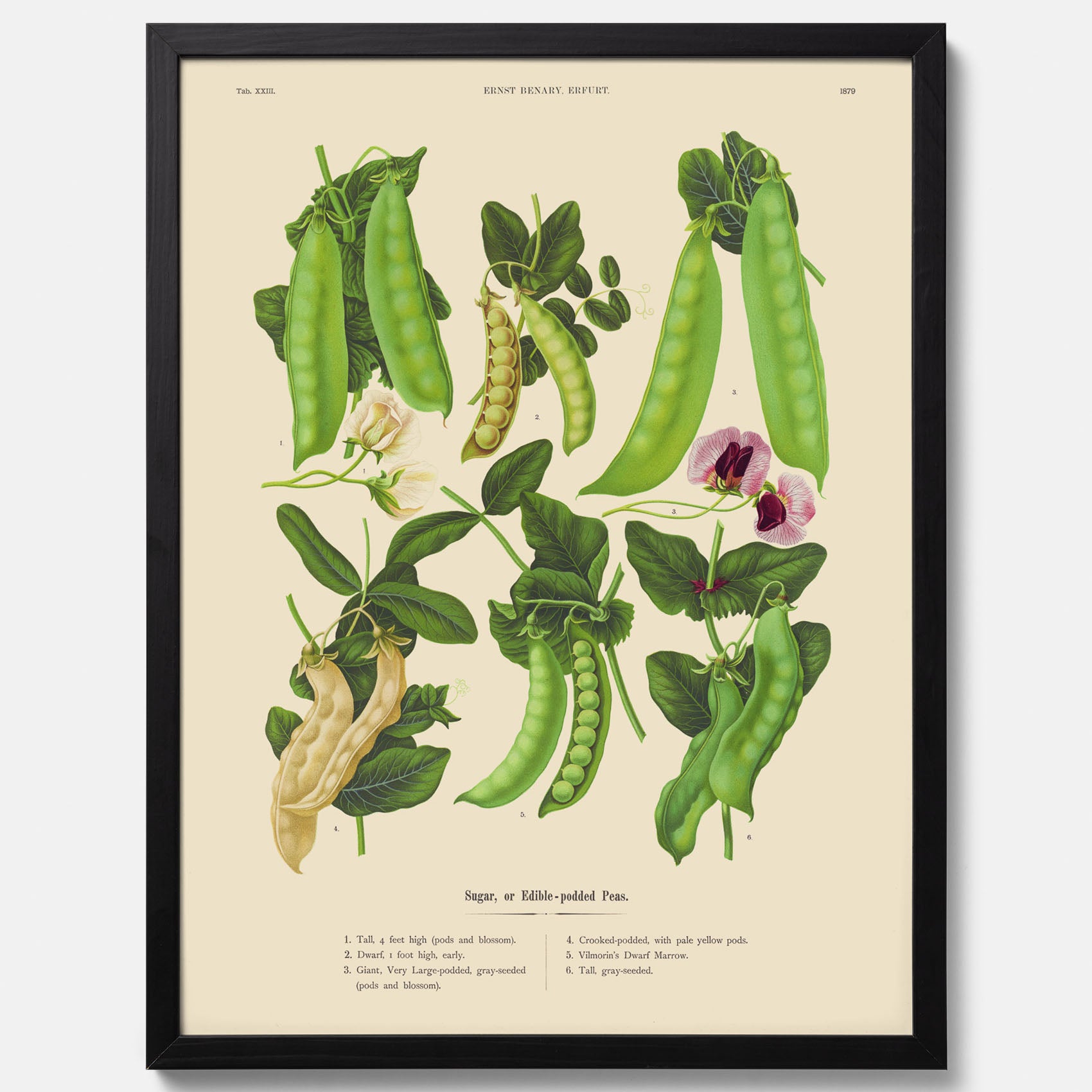 Kökstavla med sockerärtor – Plansch med grönsaker, sockerärtposter av Ernst Benary, botanisk tavla, tavla med sockerärtor, skolposter, köksposter, poster till kök