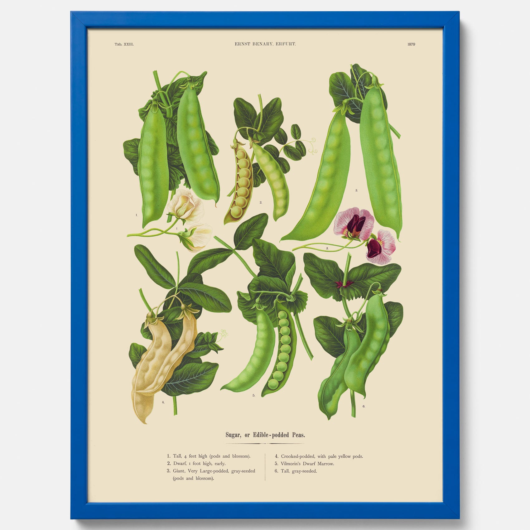 Kökstavla med sockerärtor – Plansch med grönsaker, sockerärtposter av Ernst Benary, botanisk tavla, tavla med sockerärtor, skolposter, köksposter, poster till kök