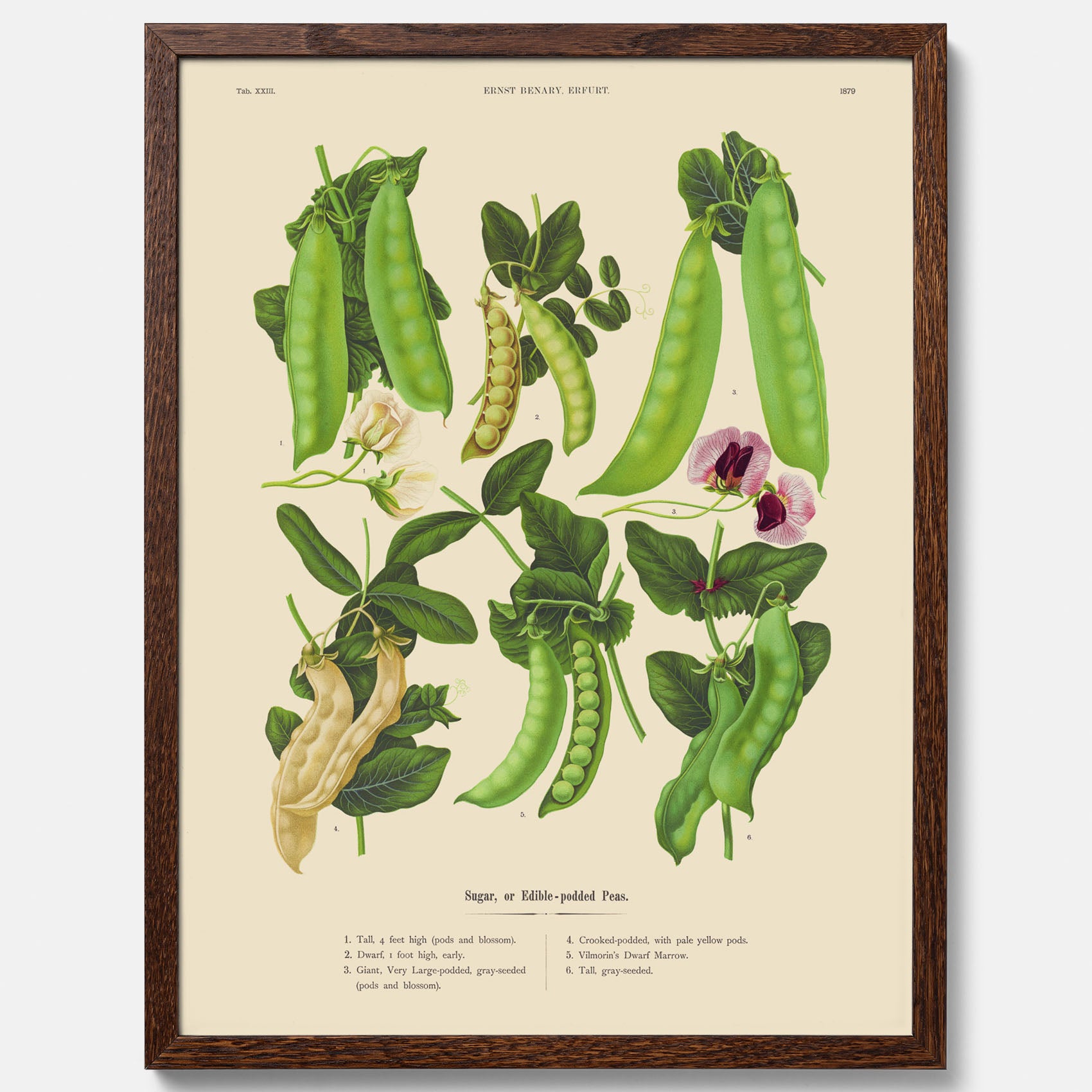 Kökstavla med sockerärtor – Plansch med grönsaker, sockerärtposter av Ernst Benary, botanisk tavla, tavla med sockerärtor, skolposter, köksposter, poster till kök