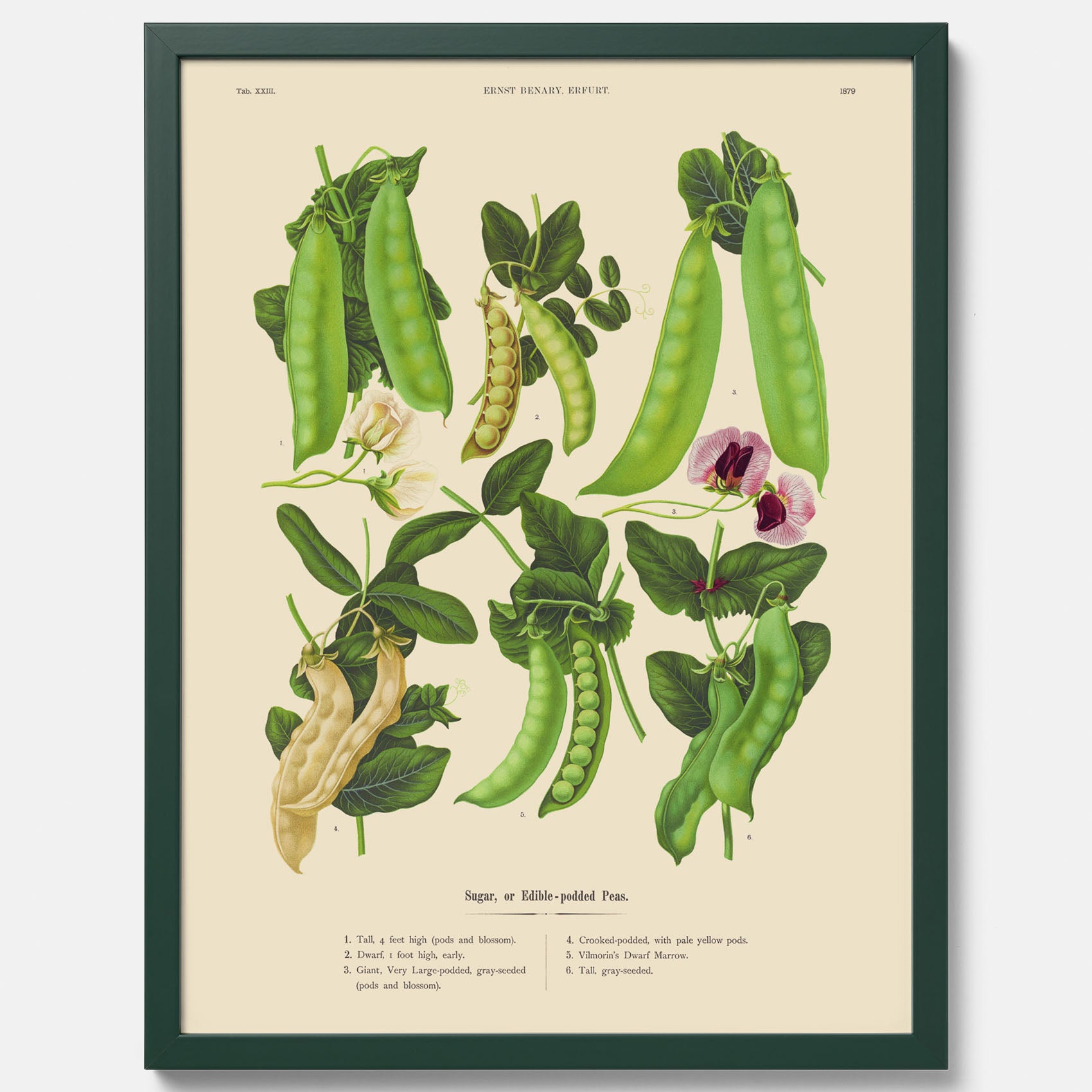 Kökstavla med sockerärtor – Plansch med grönsaker, sockerärtposter av Ernst Benary, botanisk tavla, tavla med sockerärtor, skolposter, köksposter, poster till kök