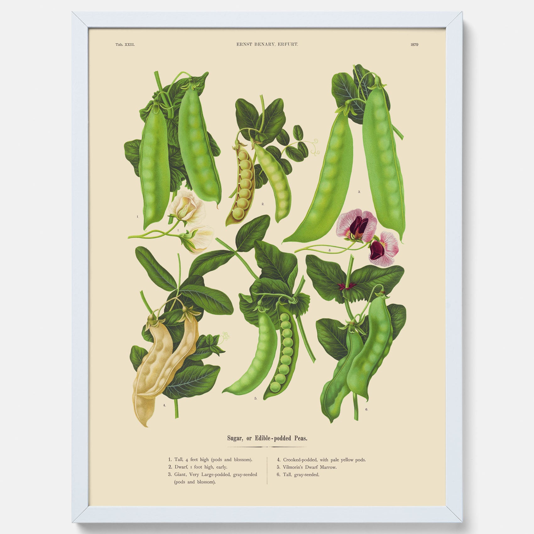 Kökstavla med sockerärtor – Plansch med grönsaker, sockerärtposter av Ernst Benary, botanisk tavla, tavla med sockerärtor, skolposter, köksposter, poster till kök