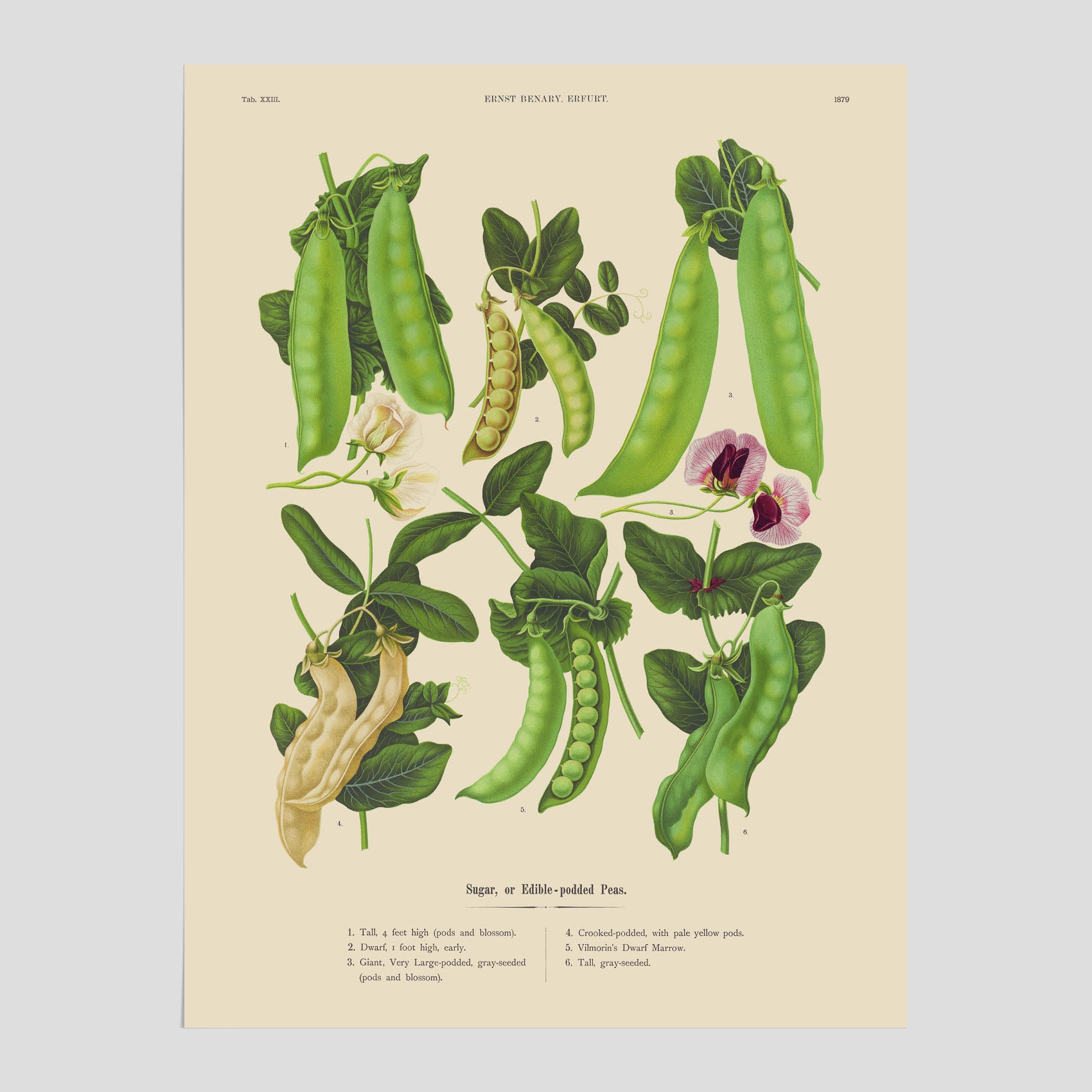 Kökstavla med sockerärtor – Plansch med grönsaker, sockerärtposter av Ernst Benary, botanisk tavla, tavla med sockerärtor, skolposter, köksposter, poster till kök