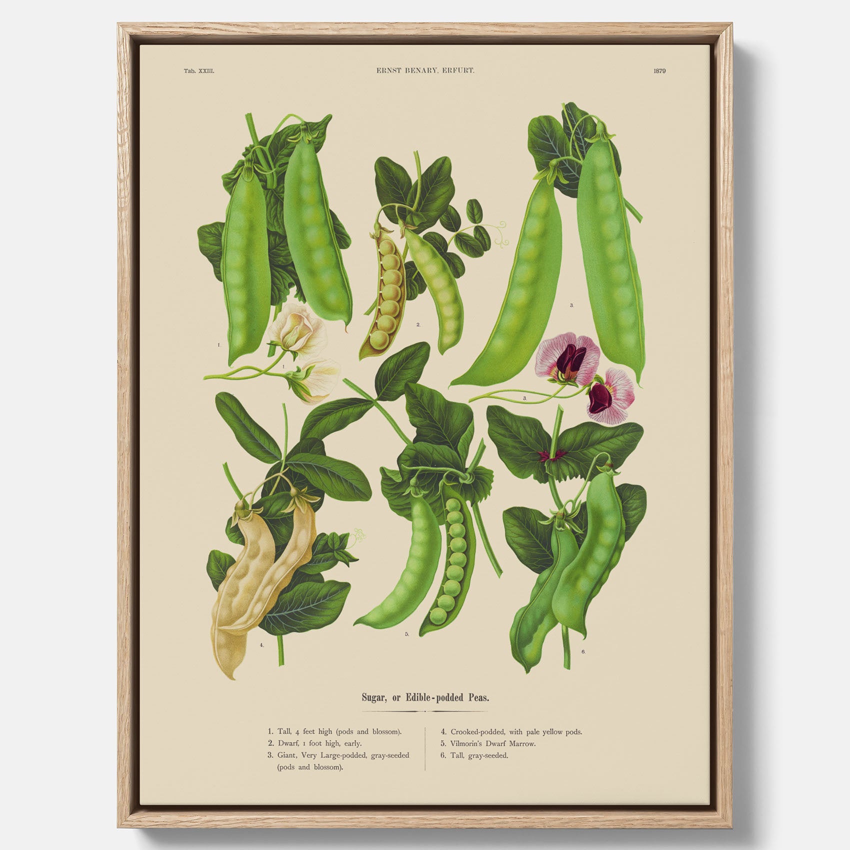 Tavla med canvas med sockerärtor – Plansch med grönsaker, sockerärtposter av Ernst Benary, botanisk tavla, tavla med sockerärtor, skolposter, köksposter, poster till kök