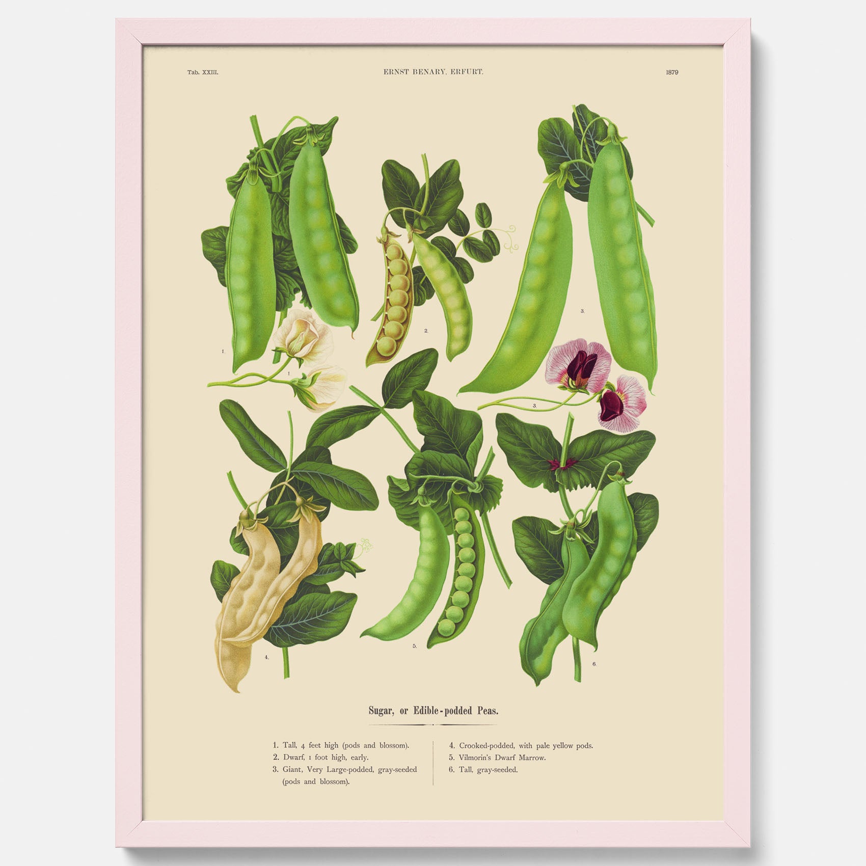 Kökstavla med sockerärtor – Plansch med grönsaker, sockerärtposter av Ernst Benary, botanisk tavla, tavla med sockerärtor, skolposter, köksposter, poster till kök