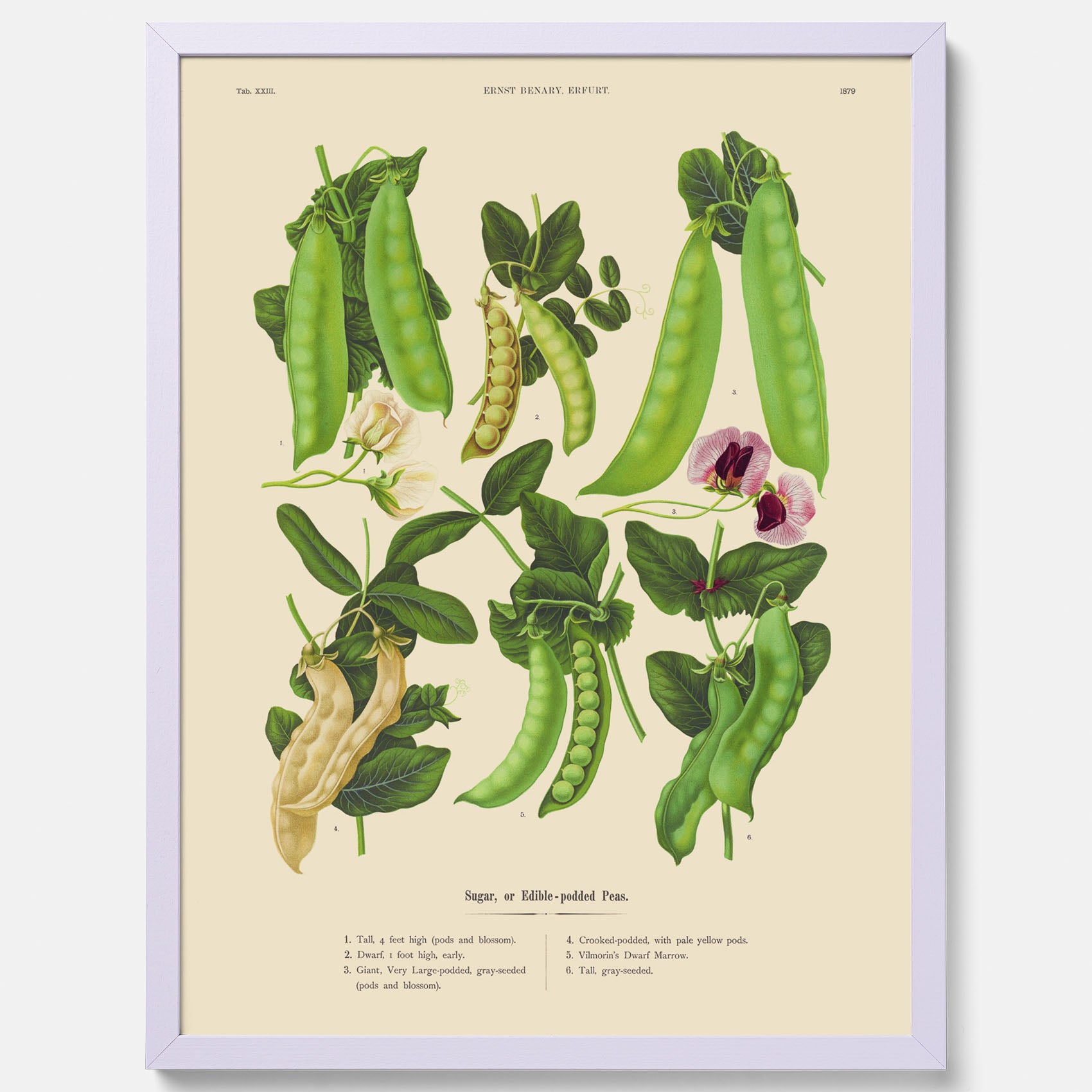 Kökstavla med sockerärtor – Plansch med grönsaker, sockerärtposter av Ernst Benary, botanisk tavla, tavla med sockerärtor, skolposter, köksposter, poster till kök