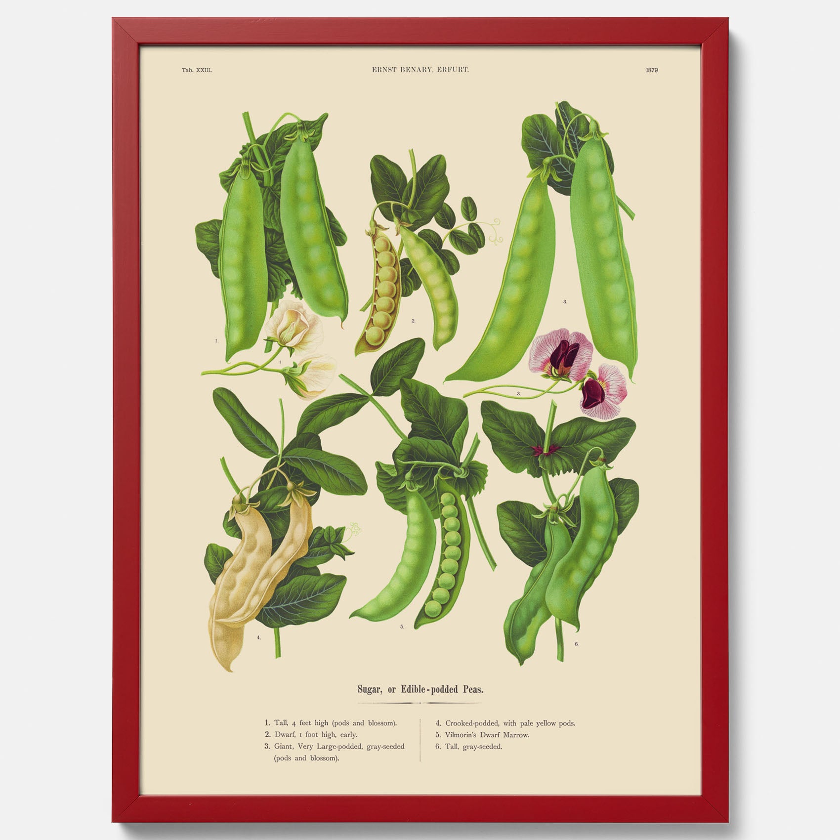 Kökstavla med sockerärtor – Plansch med grönsaker, sockerärtposter av Ernst Benary, botanisk tavla, tavla med sockerärtor, skolposter, köksposter, poster till kök