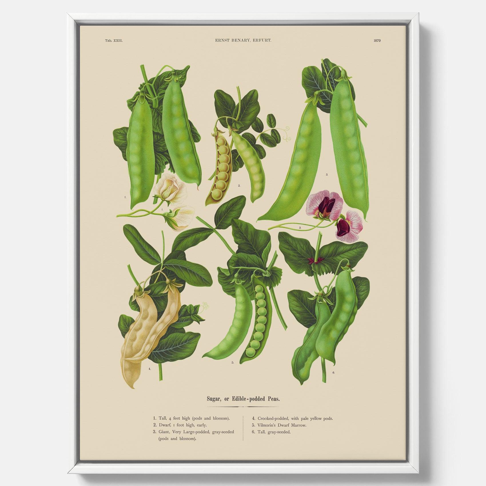 Tavla med canvas med sockerärtor – Plansch med grönsaker, sockerärtposter av Ernst Benary, botanisk tavla, tavla med sockerärtor, skolposter, köksposter, poster till kök