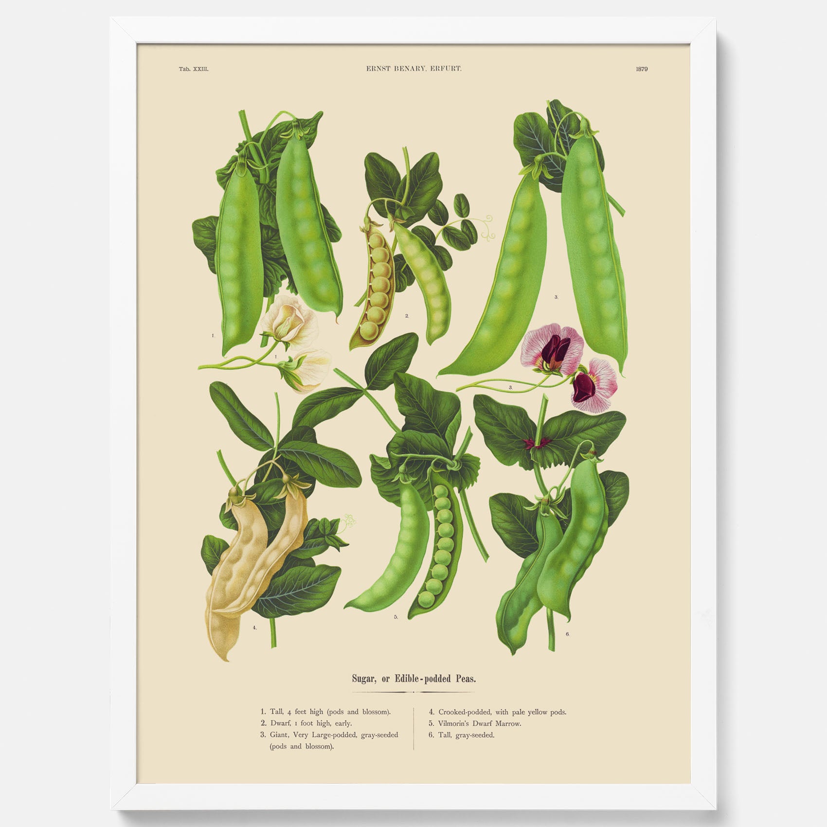 Kökstavla med sockerärtor – Plansch med grönsaker, sockerärtposter av Ernst Benary, botanisk tavla, tavla med sockerärtor, skolposter, köksposter, poster till kök