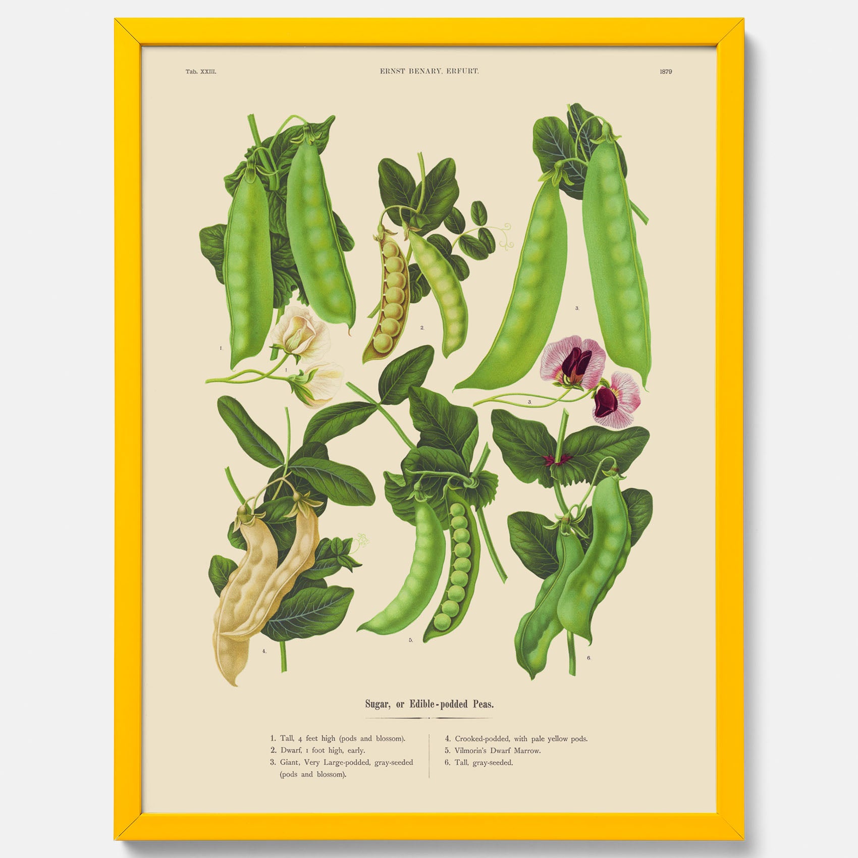 Kökstavla med sockerärtor – Plansch med grönsaker, sockerärtposter av Ernst Benary, botanisk tavla, tavla med sockerärtor, skolposter, köksposter, poster till kök