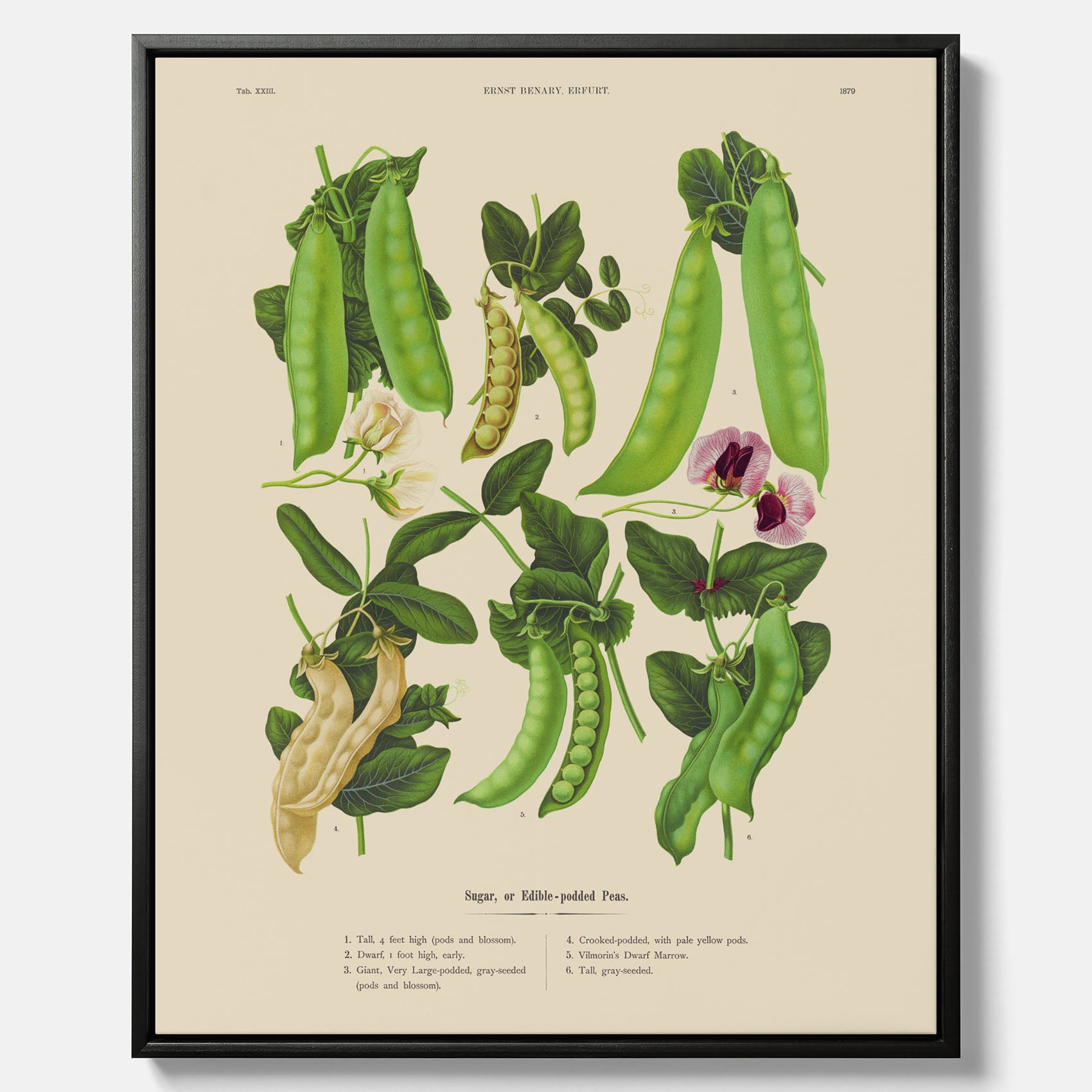 Tavla med canvas med sockerärtor – Plansch med grönsaker, sockerärtposter av Ernst Benary, botanisk tavla, tavla med sockerärtor, skolposter, köksposter, poster till kök