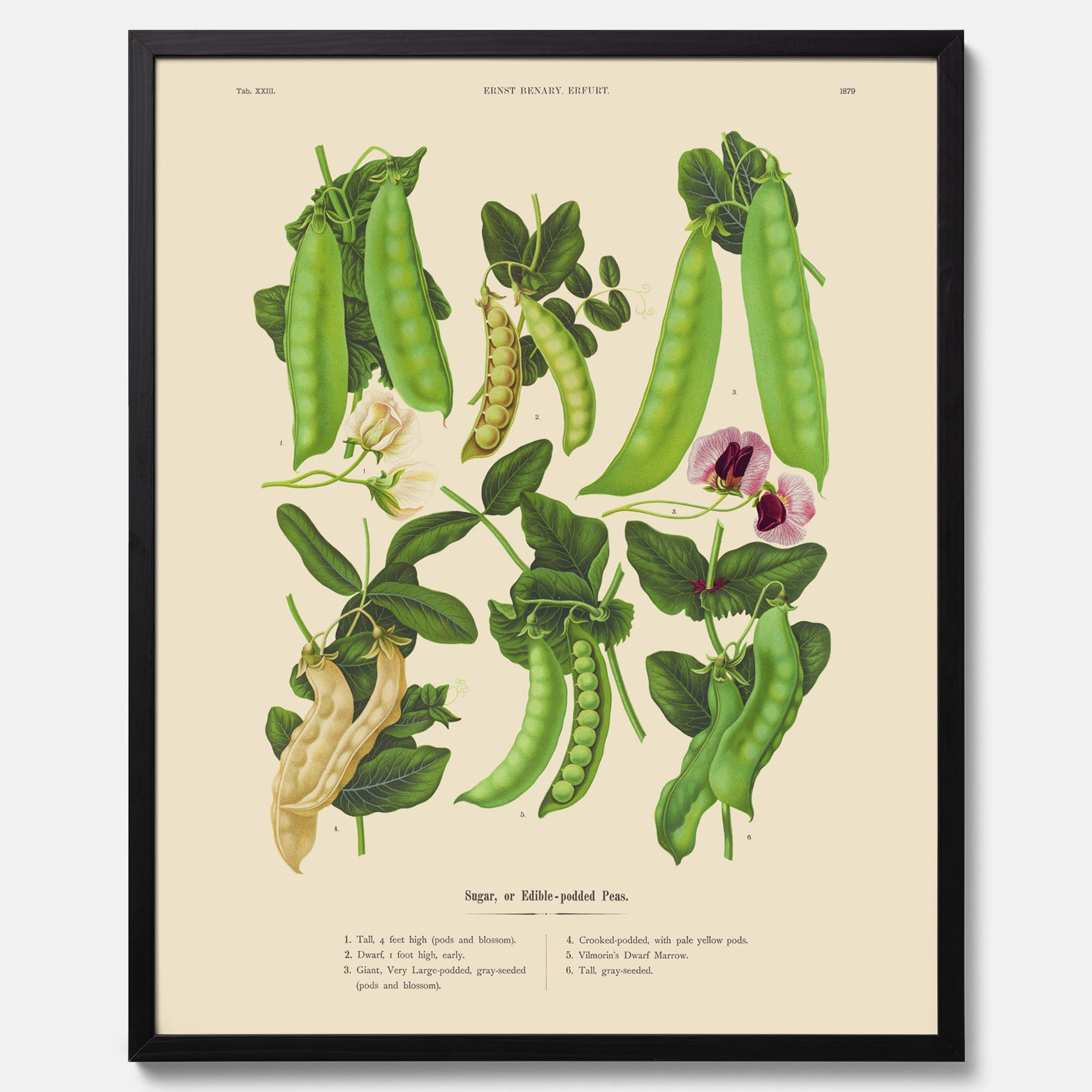 Kökstavla med sockerärtor – Plansch med grönsaker, sockerärtposter av Ernst Benary, botanisk tavla, tavla med sockerärtor, skolposter, köksposter, poster till kök