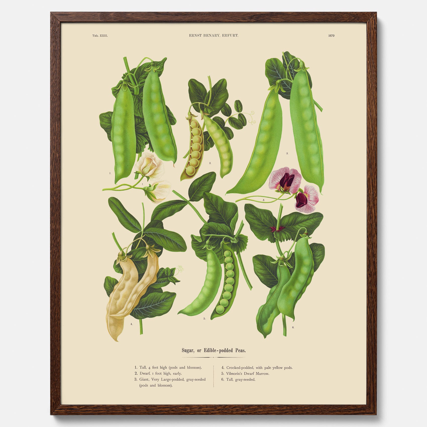 Kökstavla med sockerärtor – Plansch med grönsaker, sockerärtposter av Ernst Benary, botanisk tavla, tavla med sockerärtor, skolposter, köksposter, poster till kök